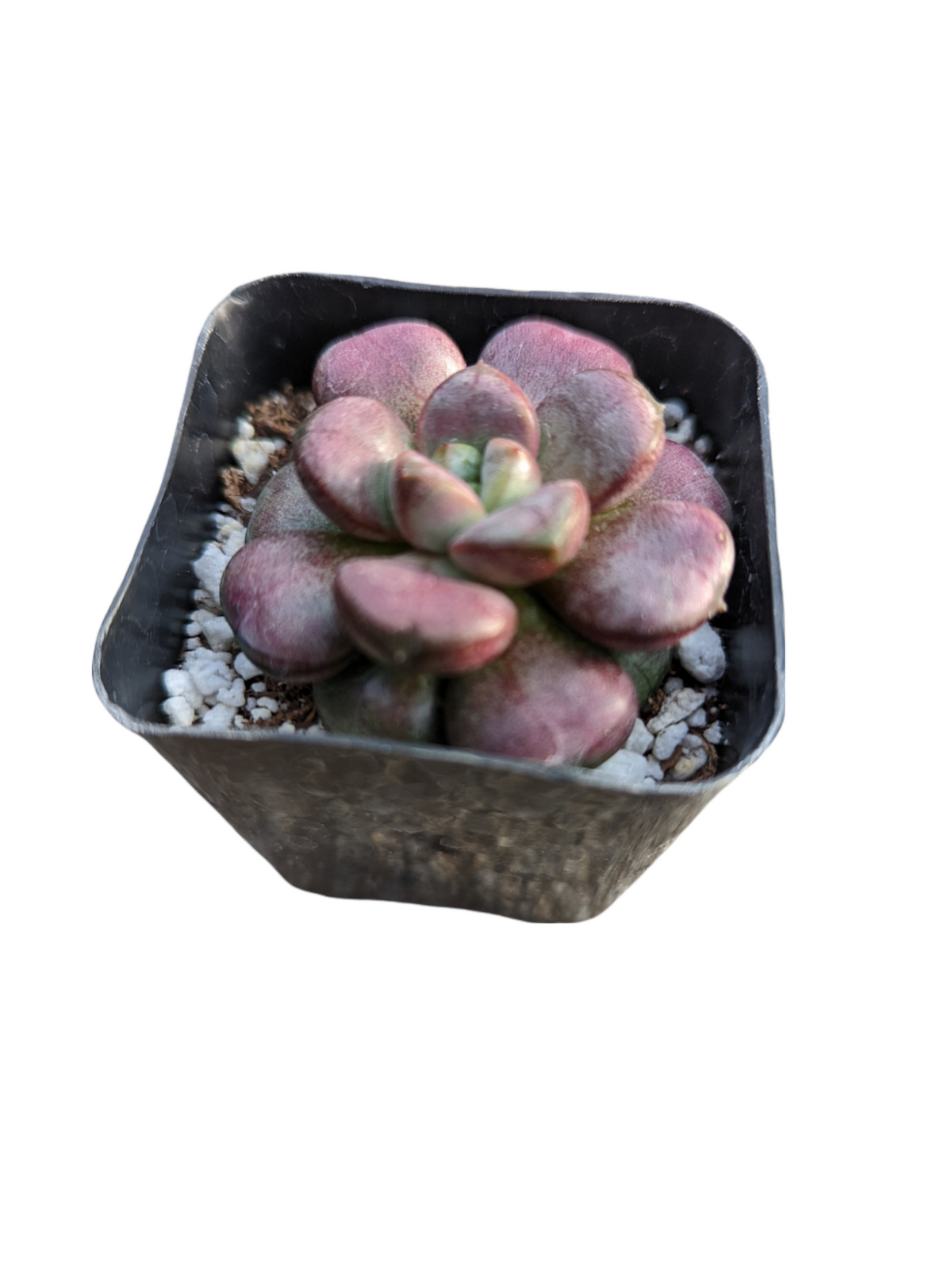 Graptoveria 'Amethorum' in black pot with perlite.
