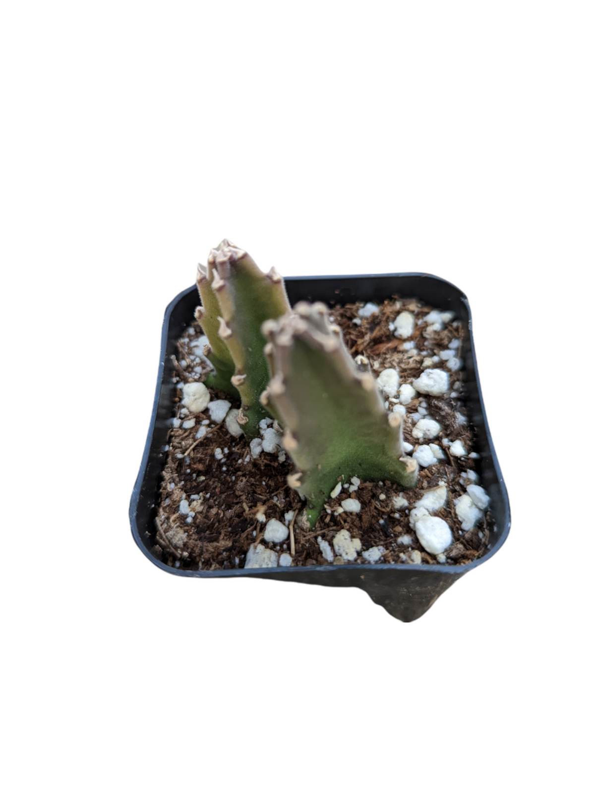 Stapelia grandiflora cuttings in nursery pot soil.