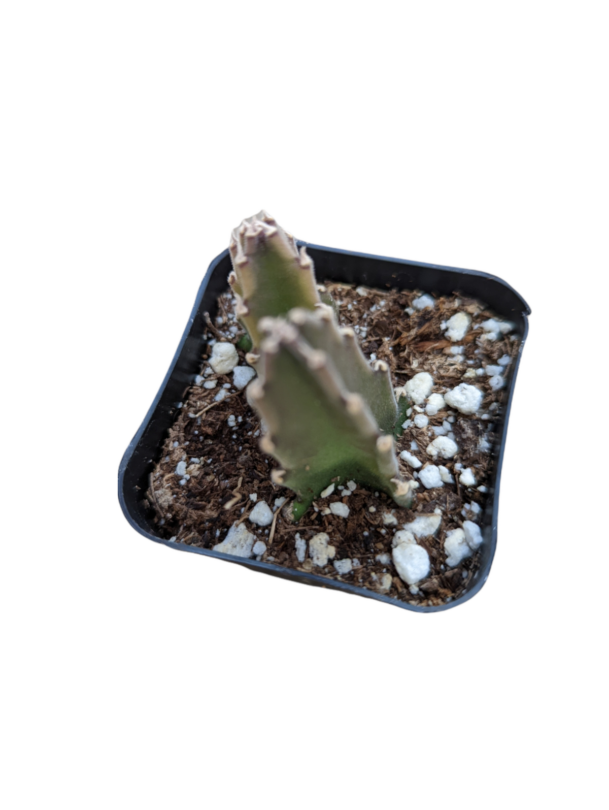 Stapelia grandiflora cuttings in potting soil for rooting.
