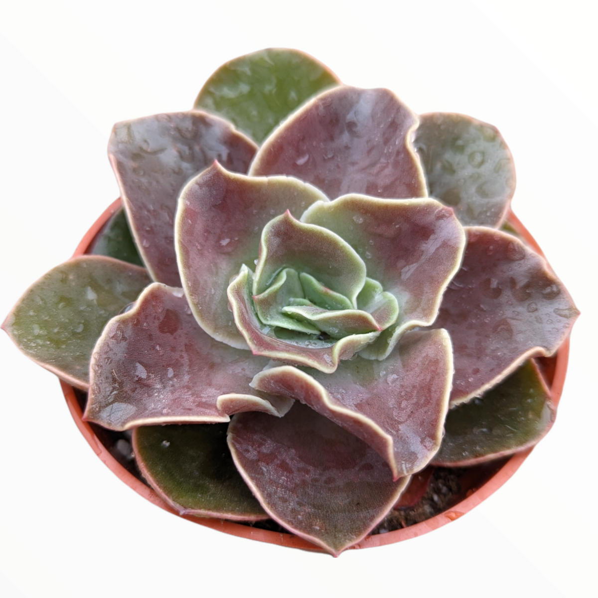 Echeveria 'Fireglow' succulent with water droplets in a pot.