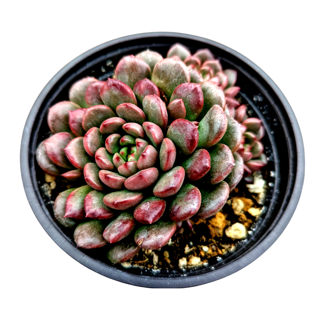 Sedeveria 'Pink Ruby' succulent in black pot, red-tipped leaves.