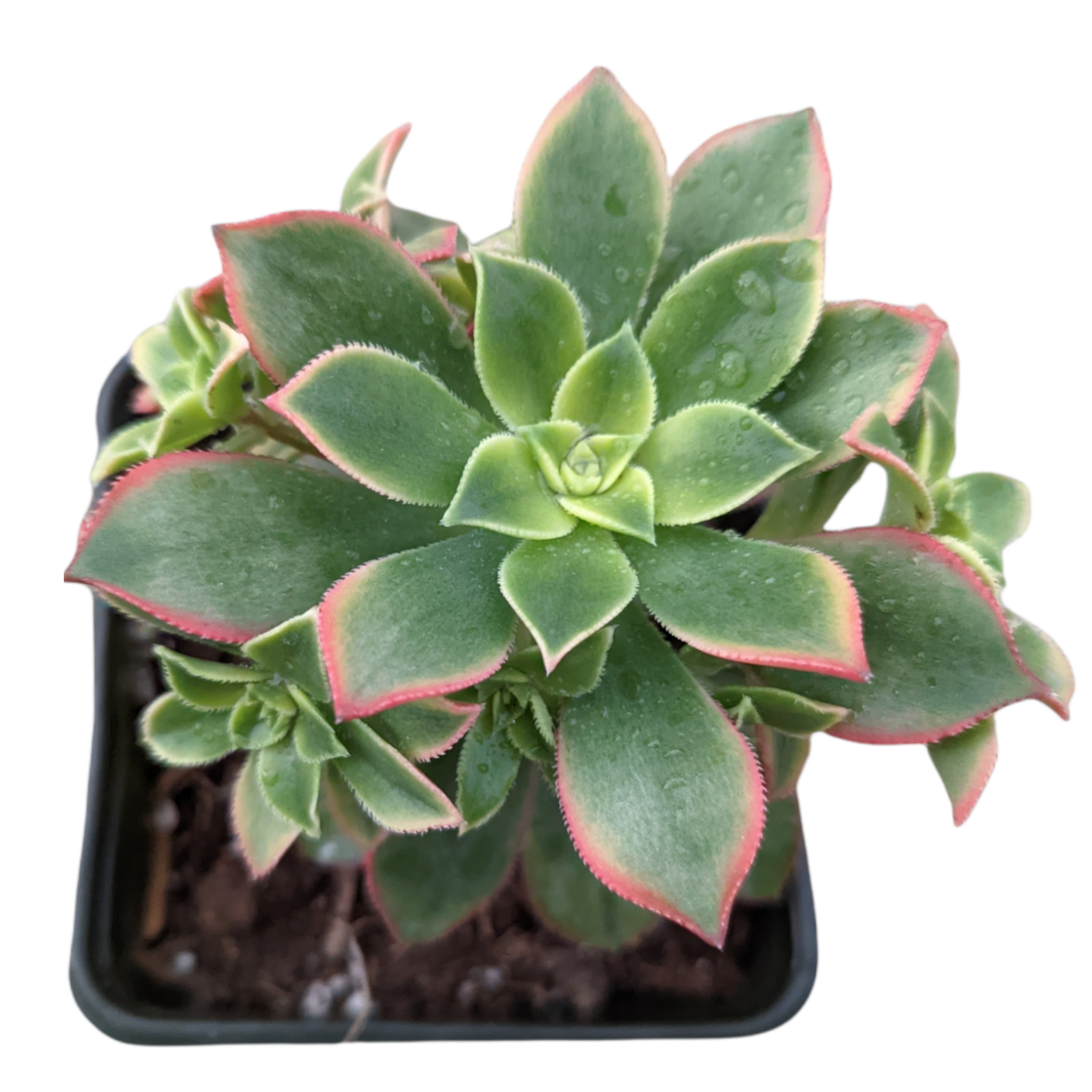 Aeonium 'Kiwi' - Succulents Depot