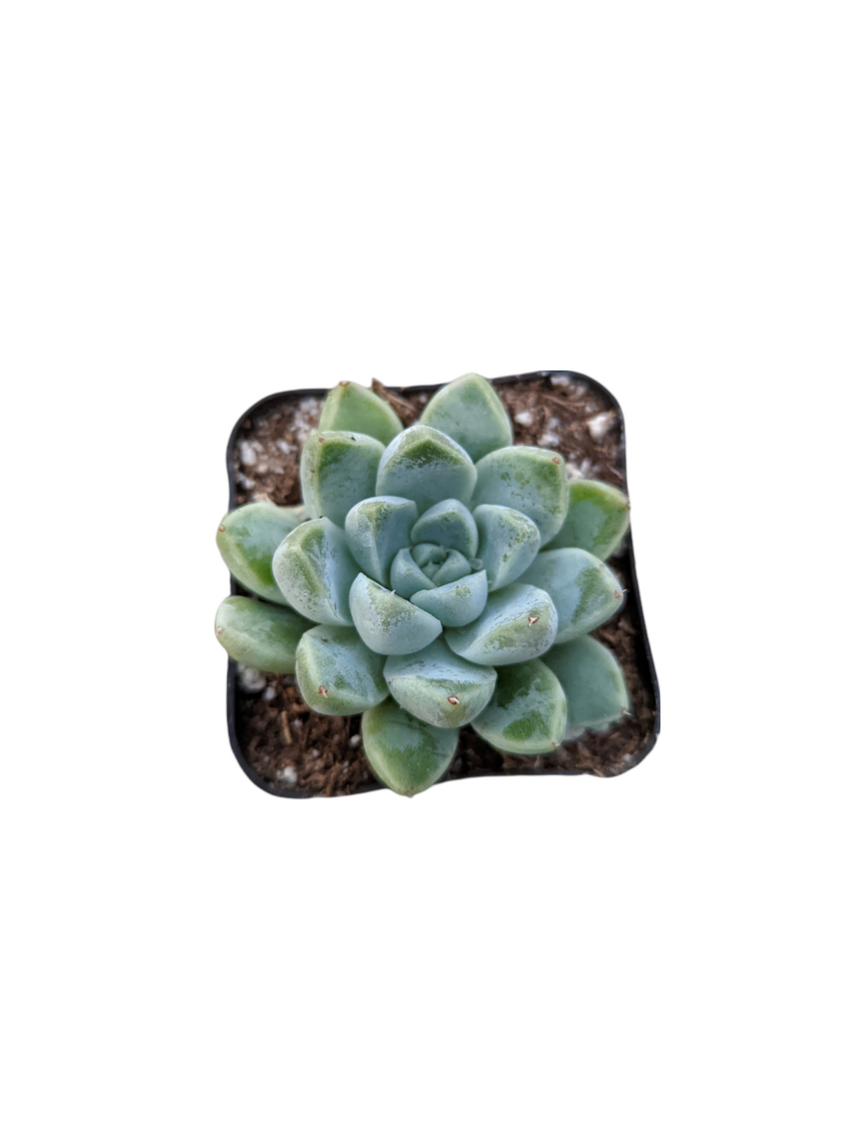 Echeveria elegans V. Albicans potted succulent with rosette leaves.