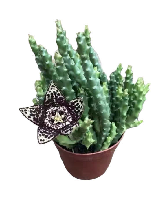 Huernia R. Br