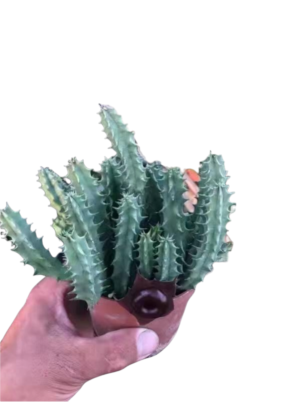 Huernia schneideriana - Succulents Depot