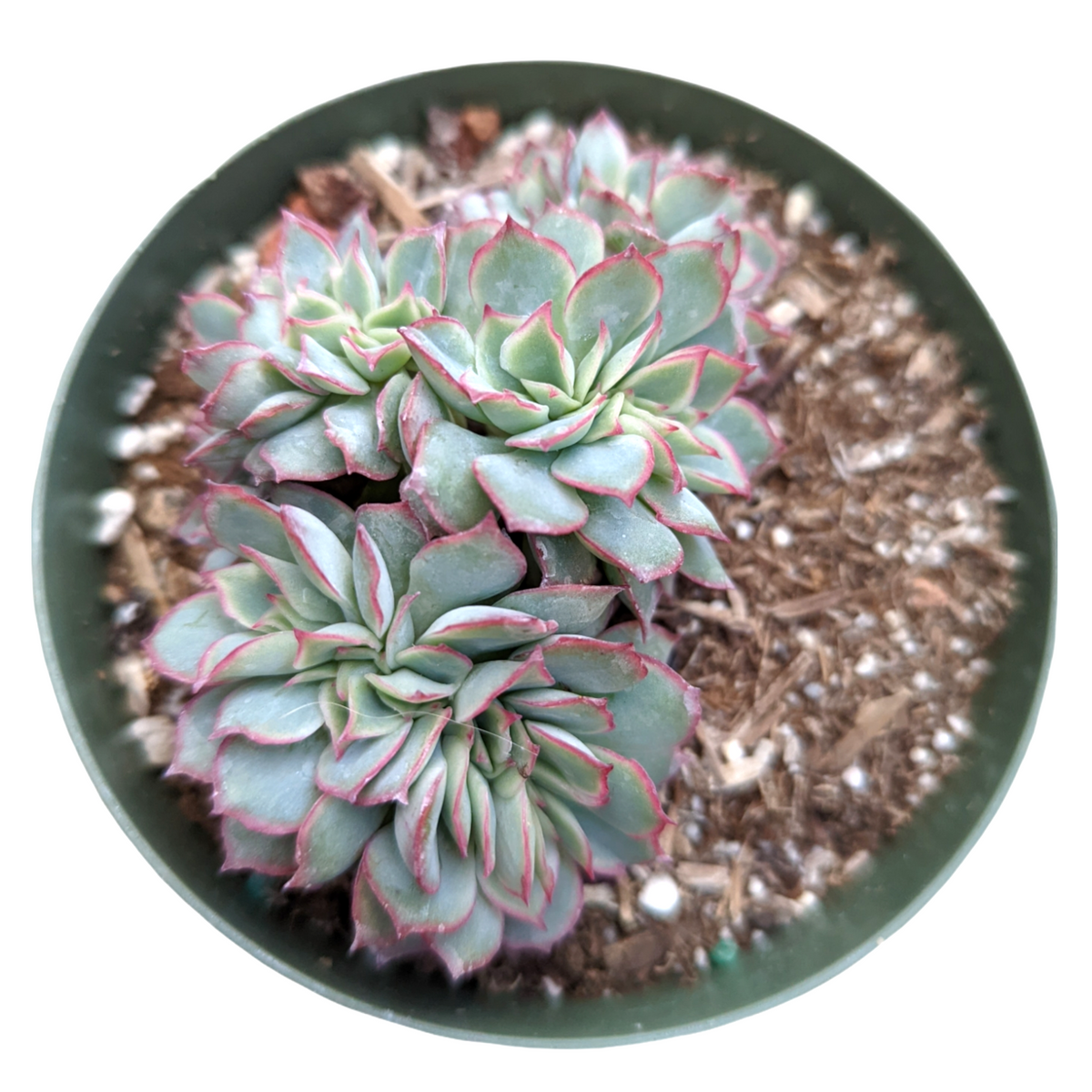 Echeveria pulidonis Crest in pot with symmetrical rosettes.