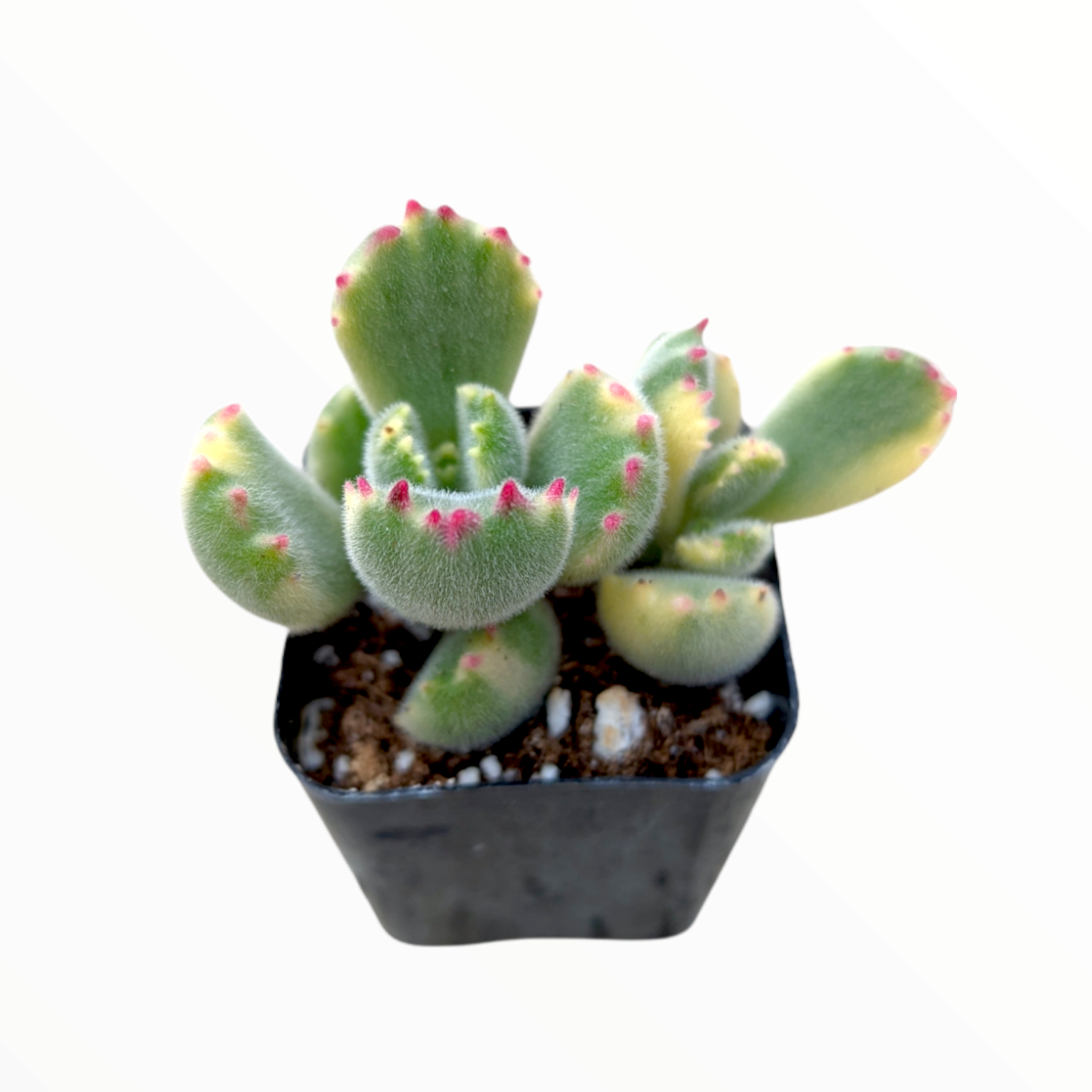 bear paw succulent light Cotyledon tomentosa Variegated Bear's Paw