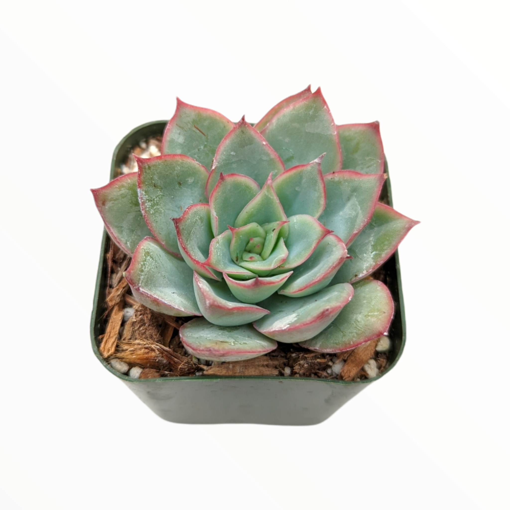 echeveria pulidonis succulent Echeveria pulidonis 2 Inch