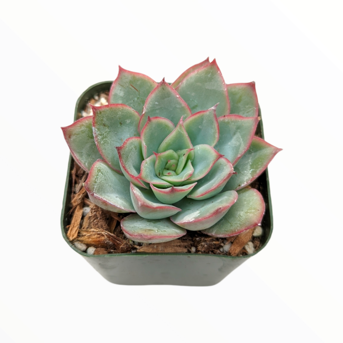 Echeveria pulidonis in square pot with pink-edged rosette.