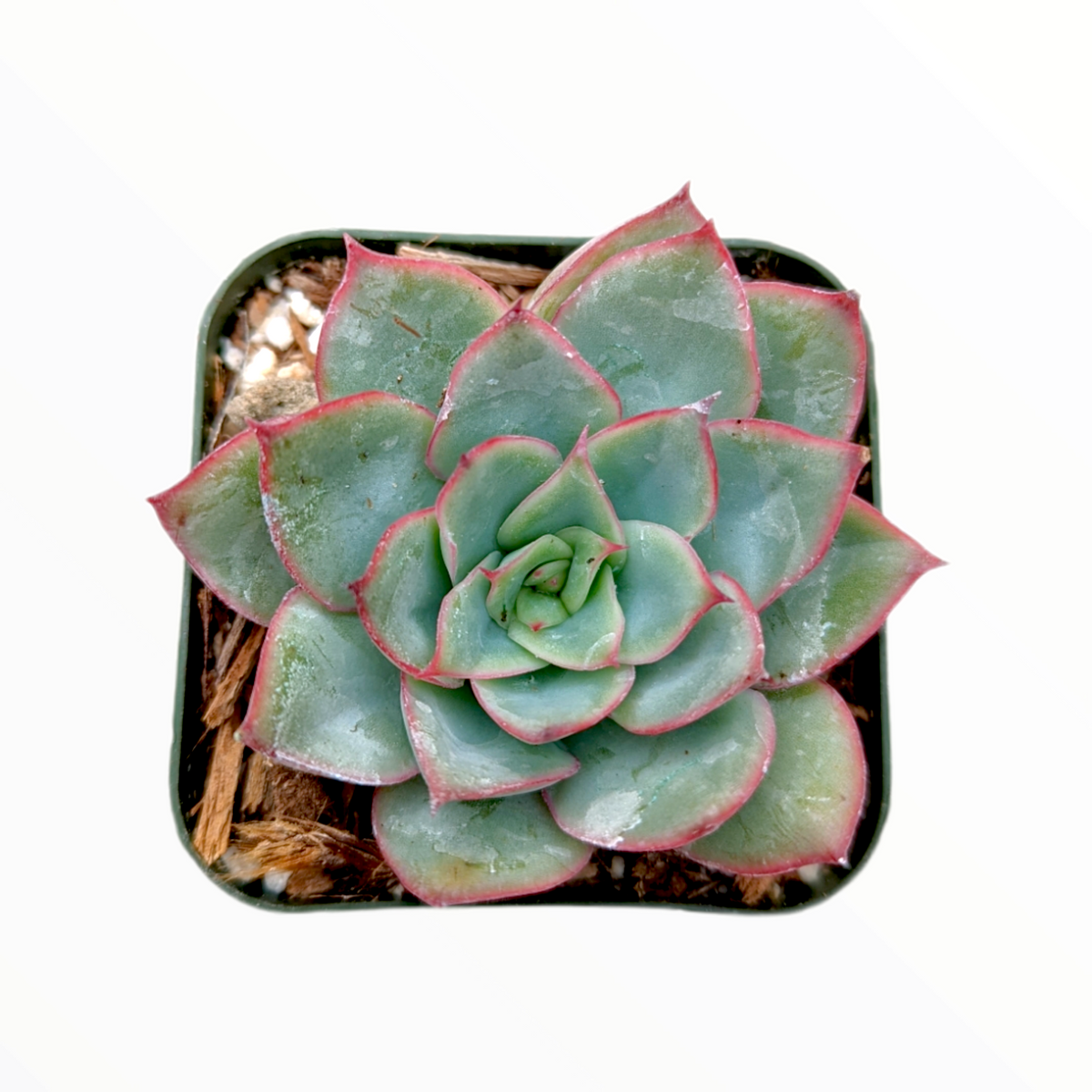 Echeveria pulidonis in a small square pot.