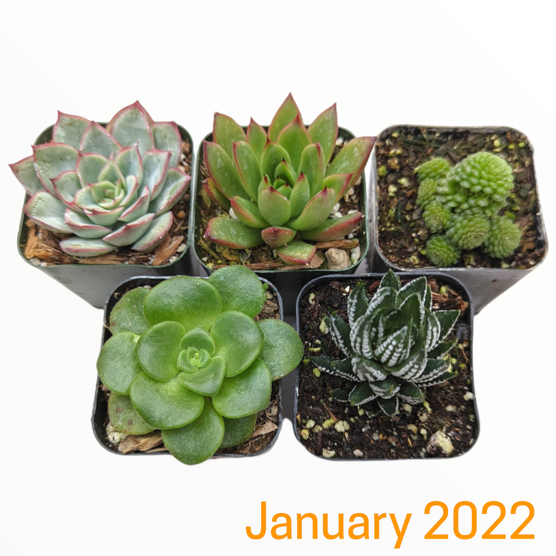 Monthly Subscription Box