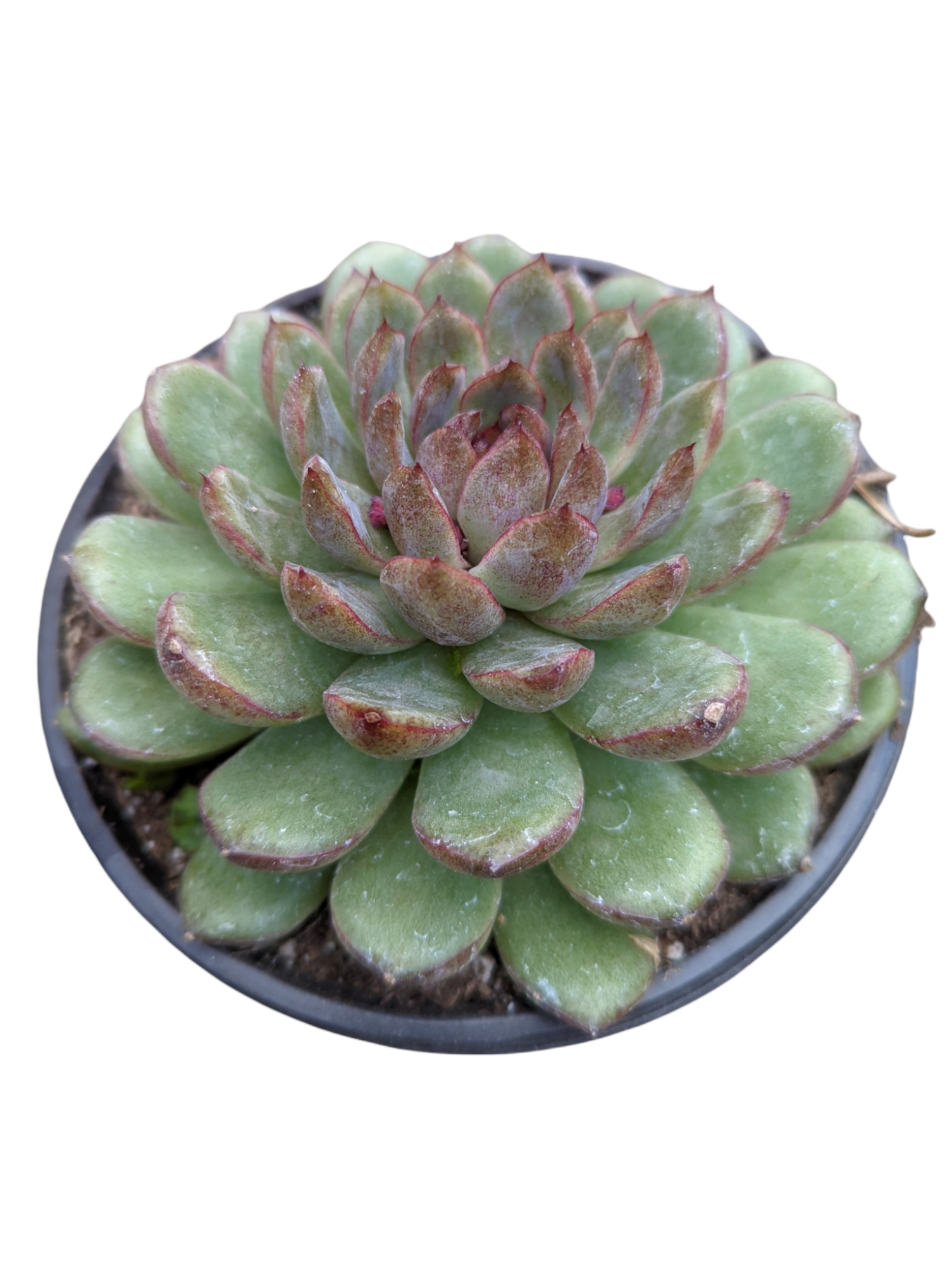 Echeveria Black Rose