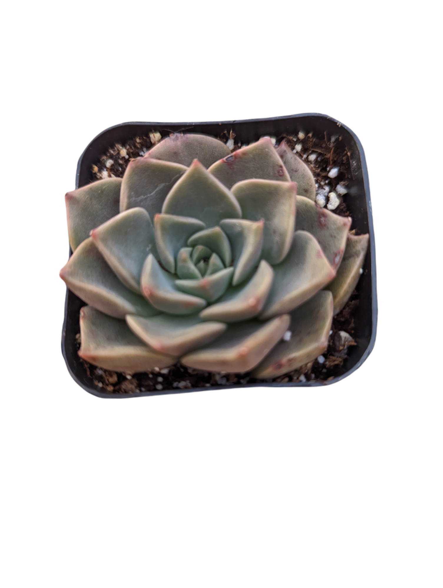 tasha succulent care Taciveria tasha -
