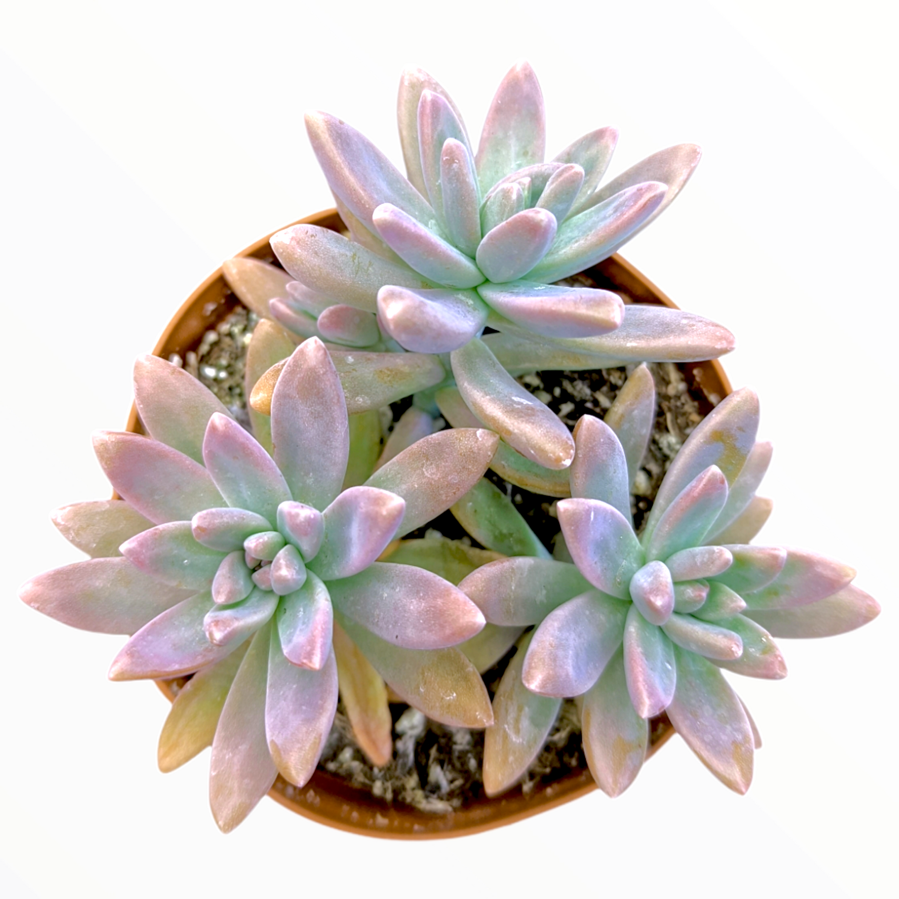Graptosedum 'Francesco Baldi' succulent in terracotta pot.