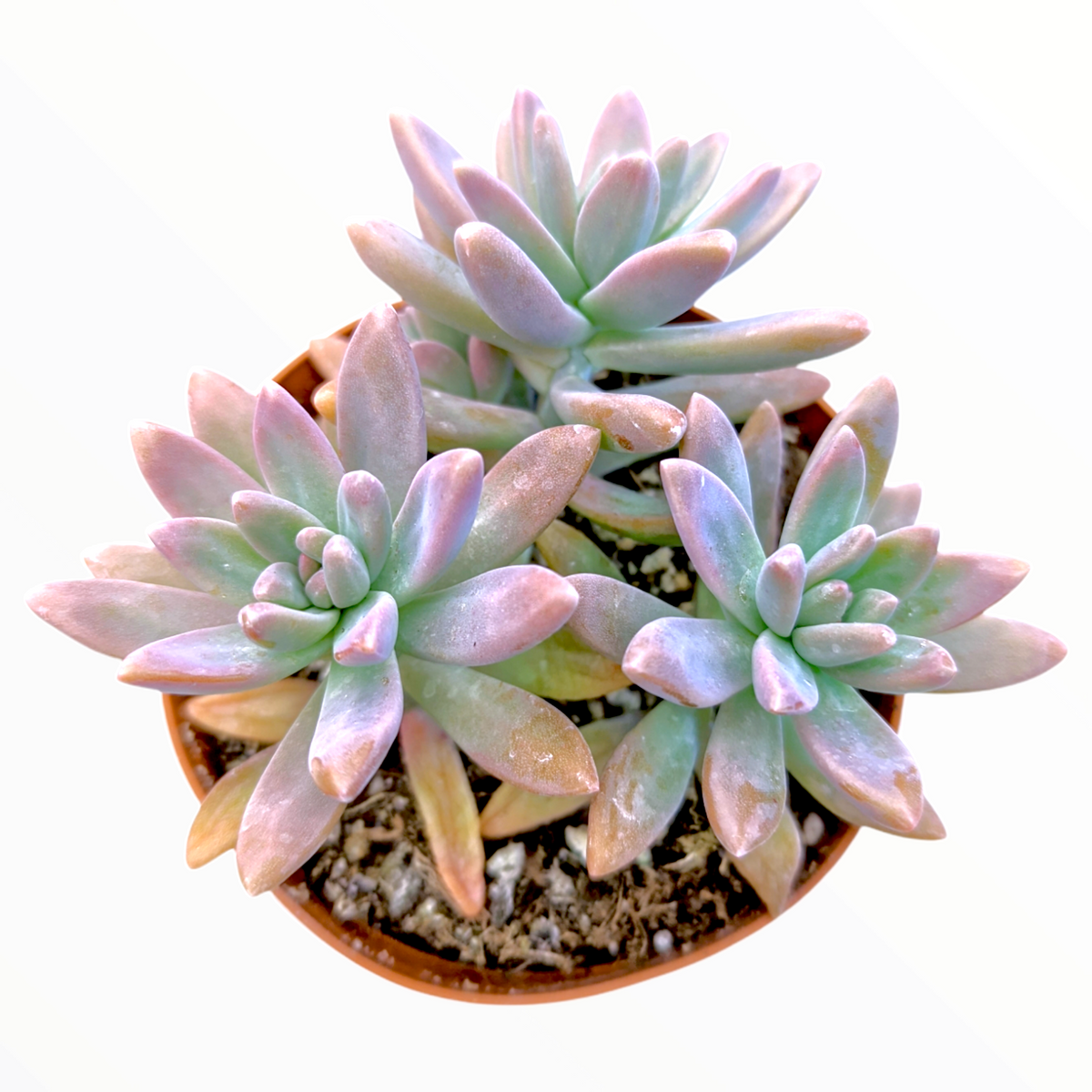 Graptosedum 'Francesco Baldi' in terracotta pot.