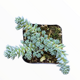 Sedum dasyphyllum 'Himalayan Skies' - Succulents Depot