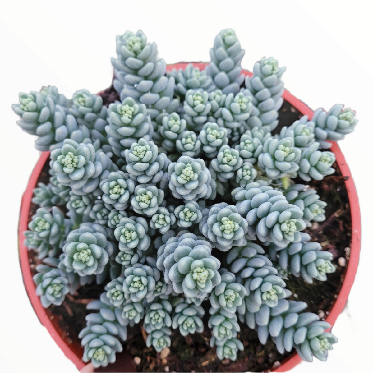 Sedum dasyphyllum 'Himalayan Skies' potted succulent with bead-like leaves.