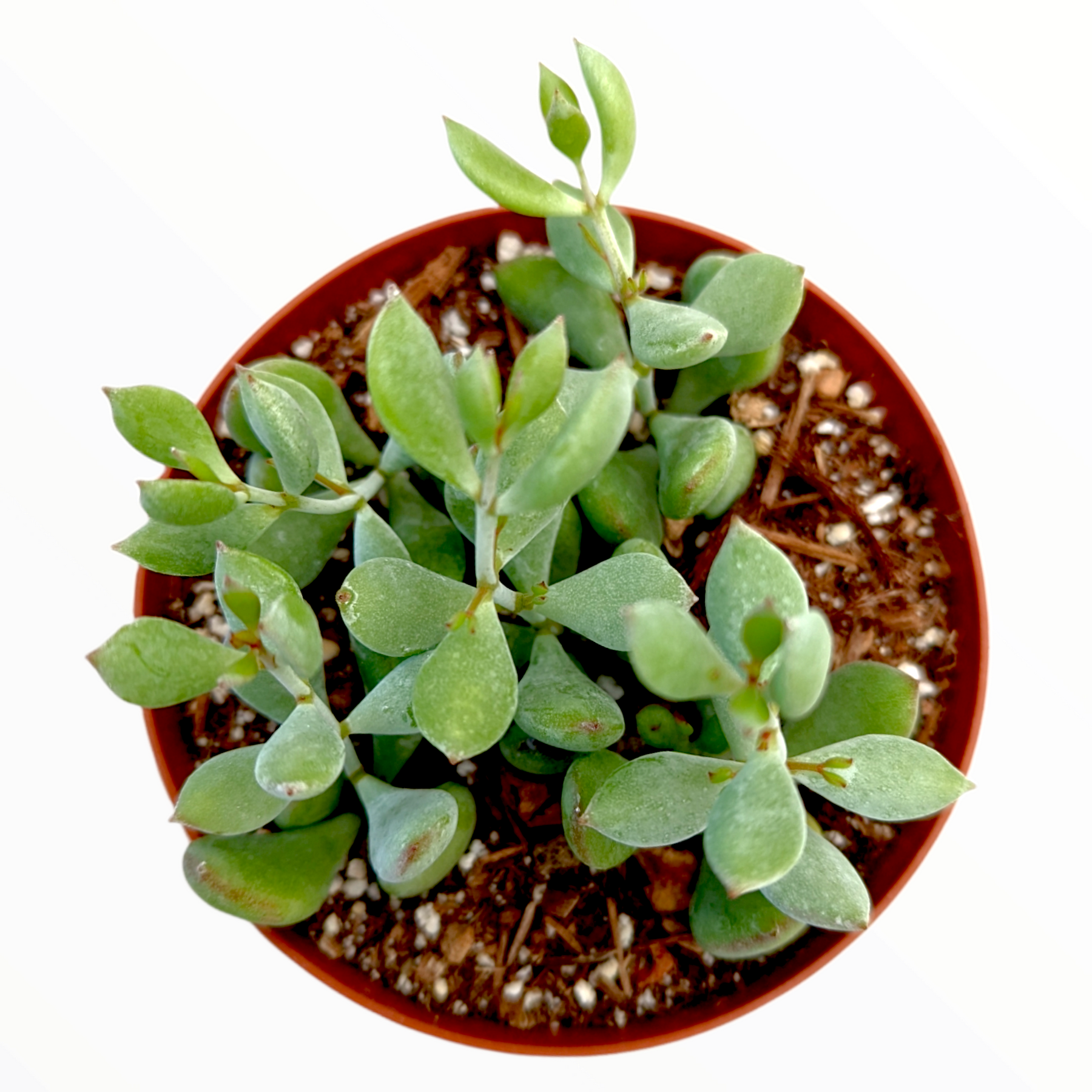 Cotyledon pendens 'Cliff Cotyledon' - Succulents Depot