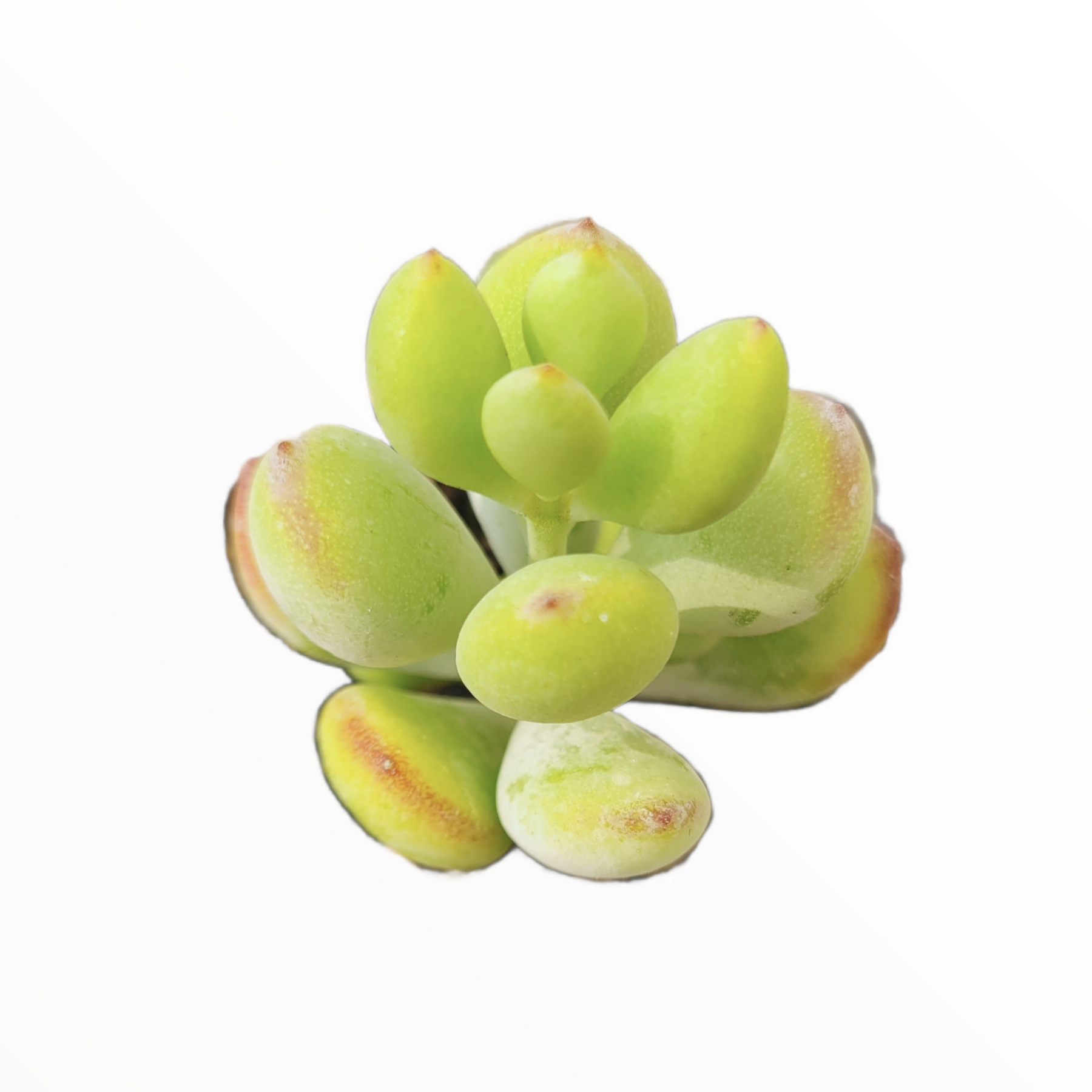 Cotyledon pendens 'Cliff Cotyledon' - Succulents Depot