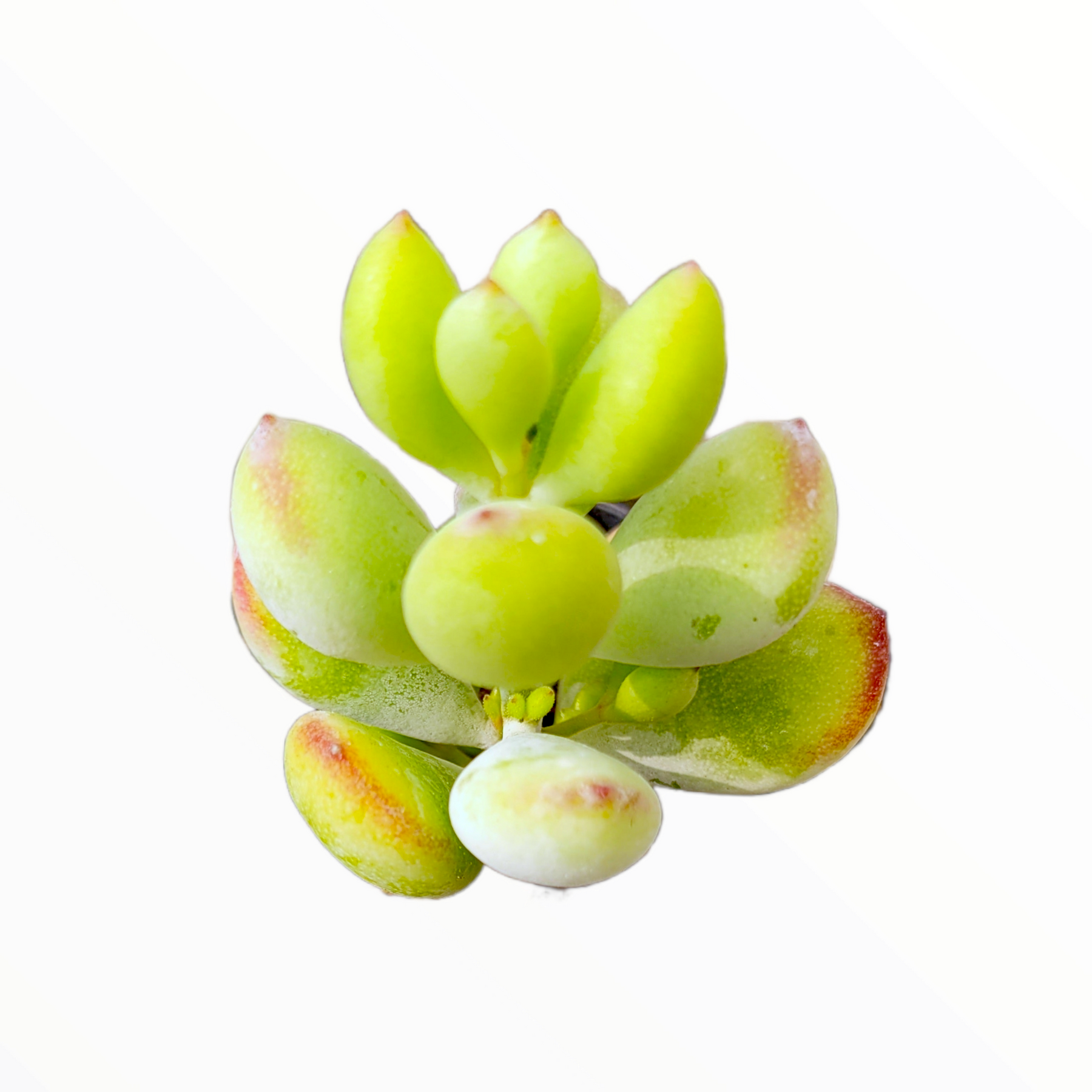 Cotyledon pendens 'Cliff Cotyledon' - Succulents Depot