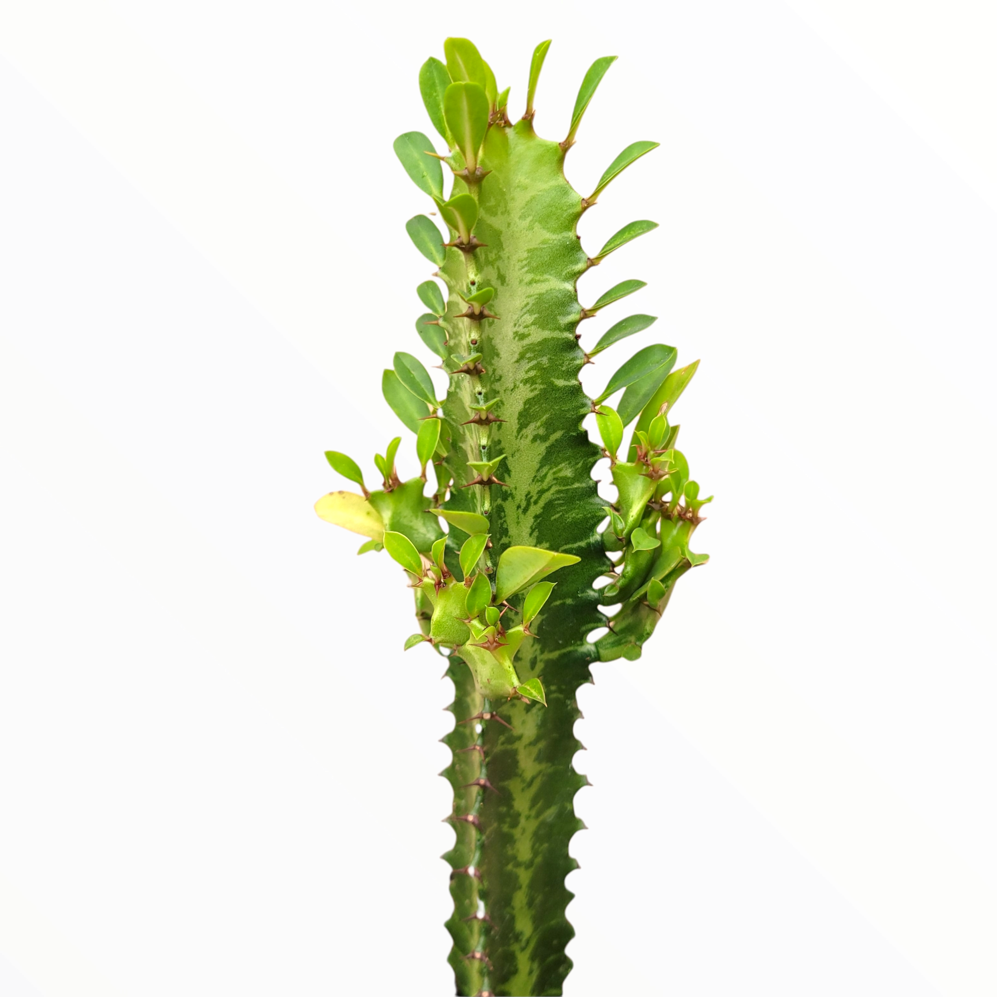 Euphorbia trigona 'African Milk Tree' Euphorbia trigona 'African Milk Tree'