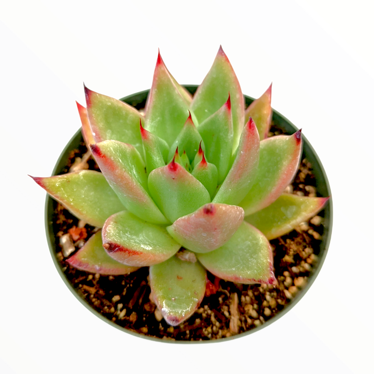 Echeveria agavoides 'Morgain' in a round pot, top view.
