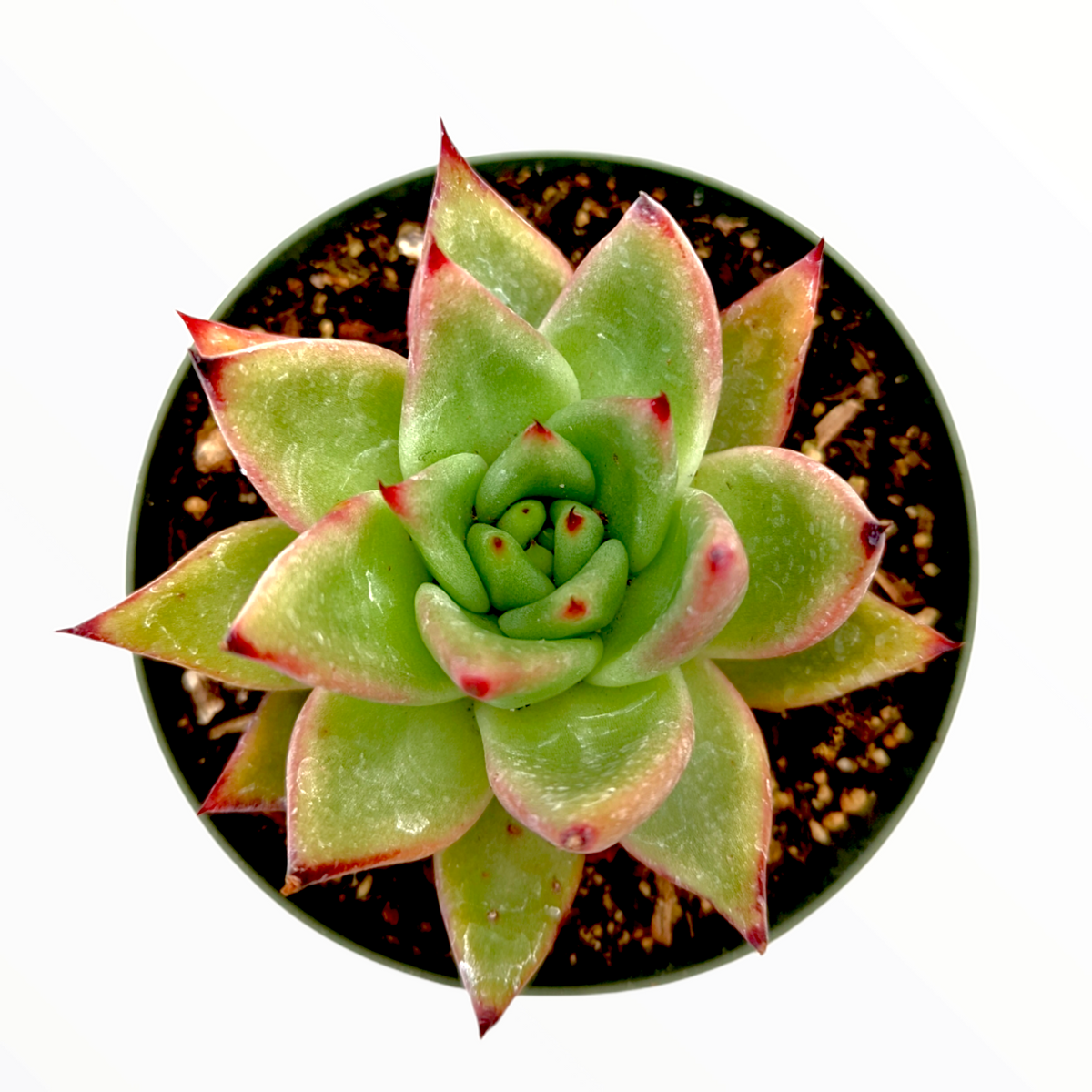 Echeveria agavoides 'Morgain' succulent in pot.