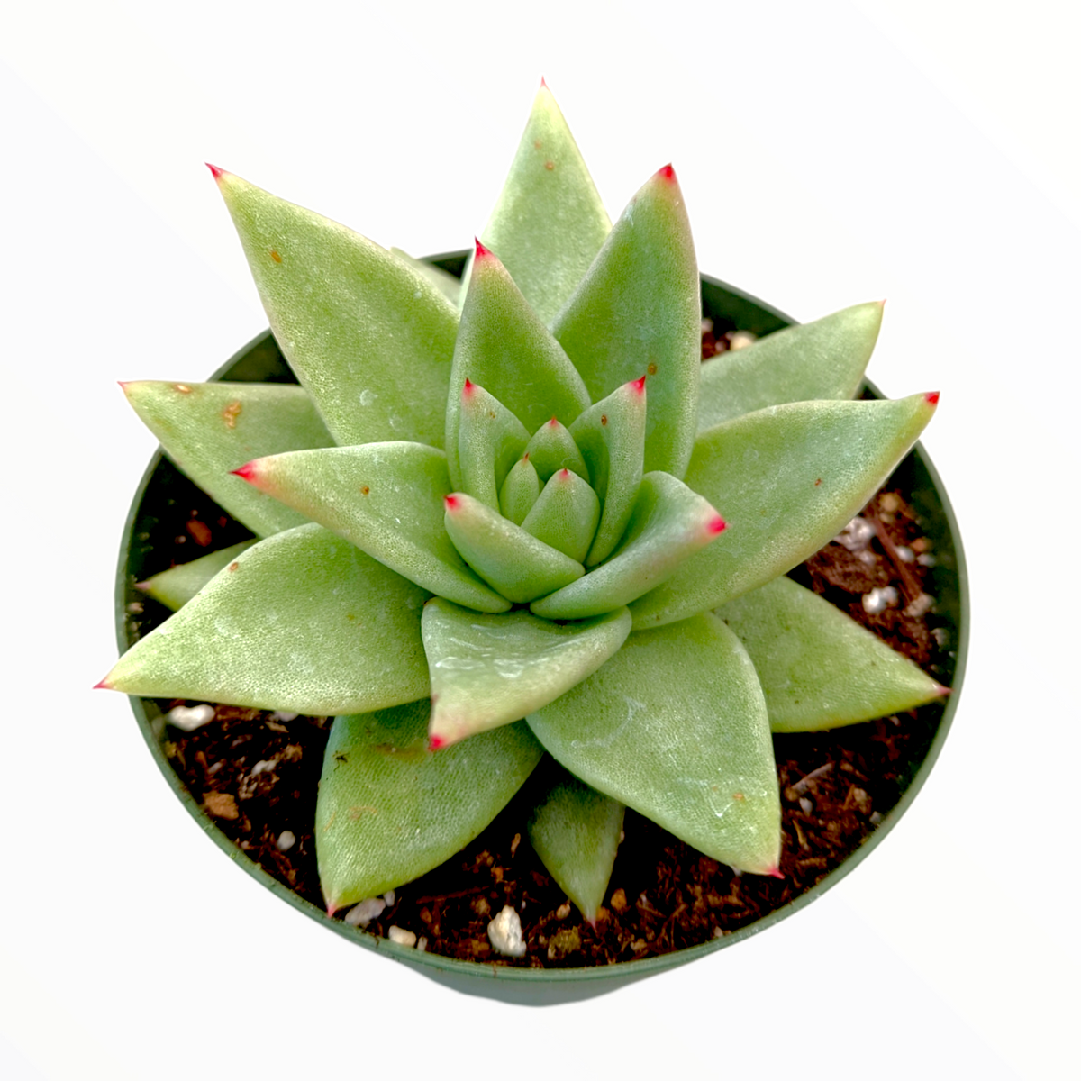 Echeveria agavoides 'White Wax' in nursery pot.
