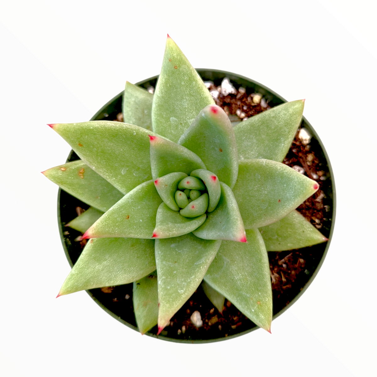 Echeveria agavoides 'White Wax' in rosette form.