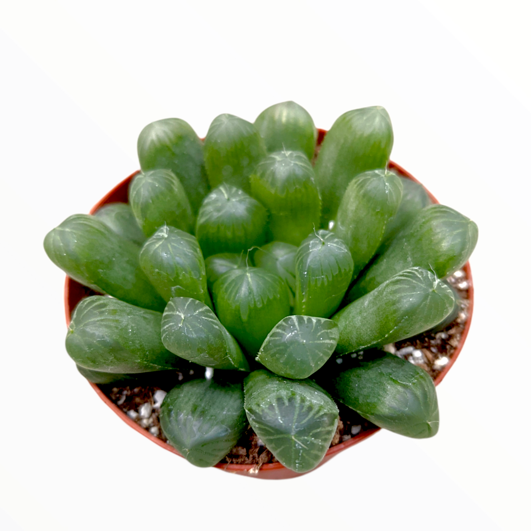 Haworthia cooperi var. truncata