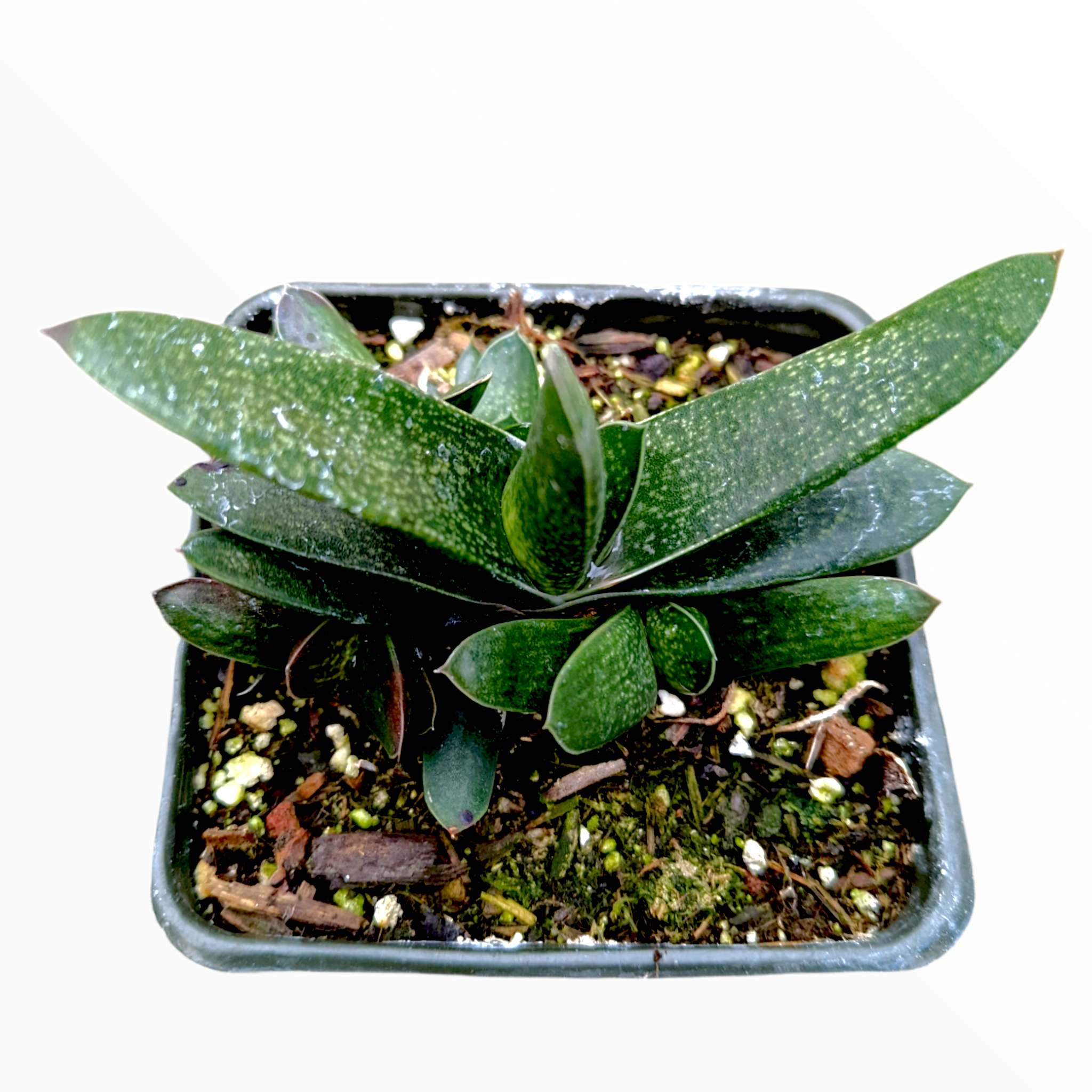 gasteria succulent types Gasteria carinata Bredasdorp Gasteria