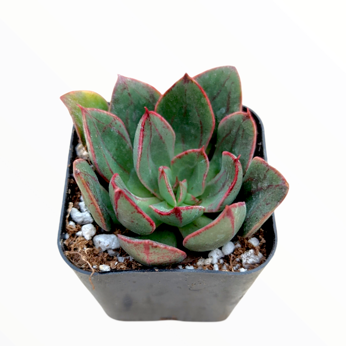 Echeveria 'Ana Lu'