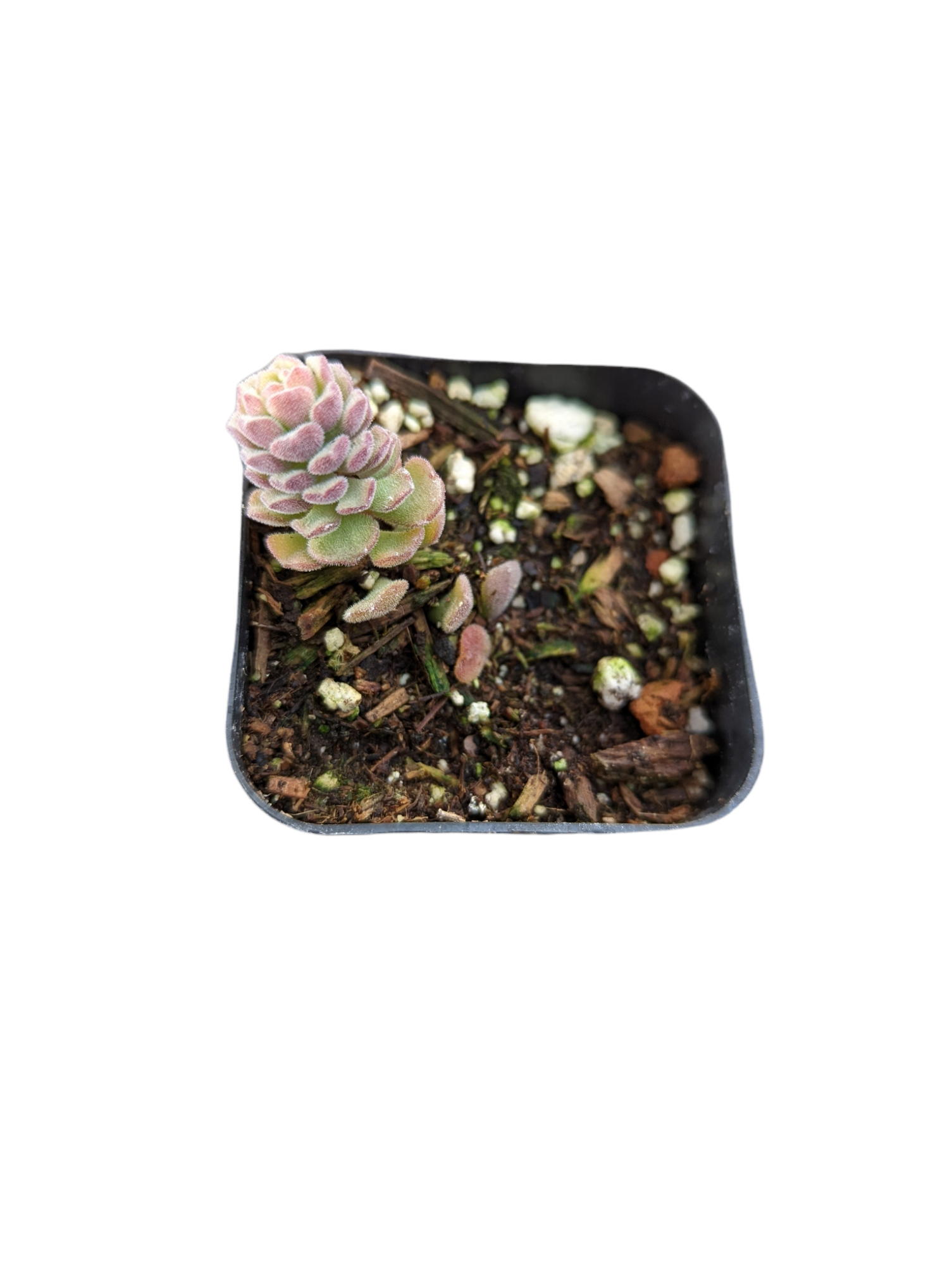 Sedum versadense Korean Succulent - Succulents Depot