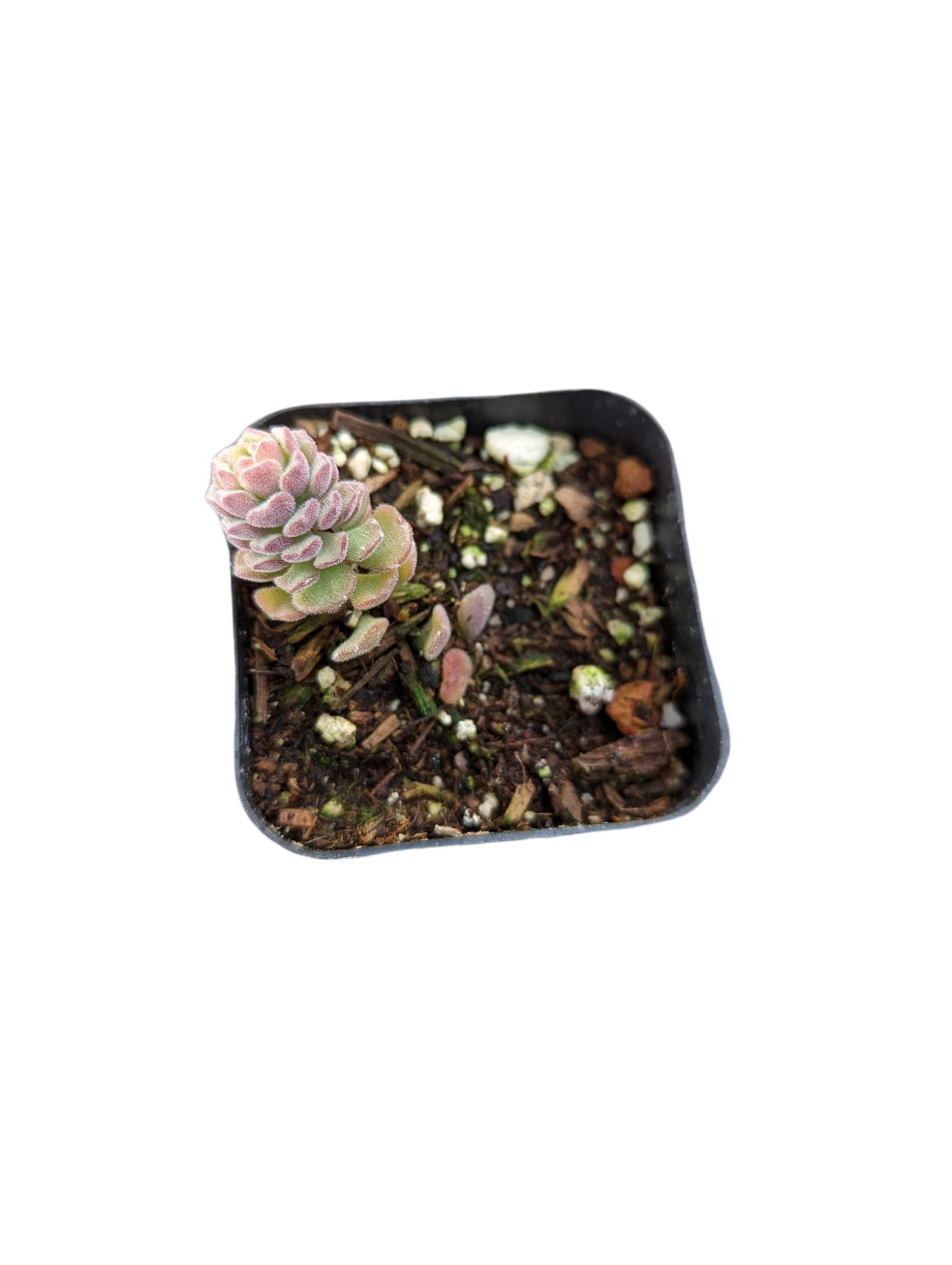 Sedum versadense Korean Succulent - Succulents Depot