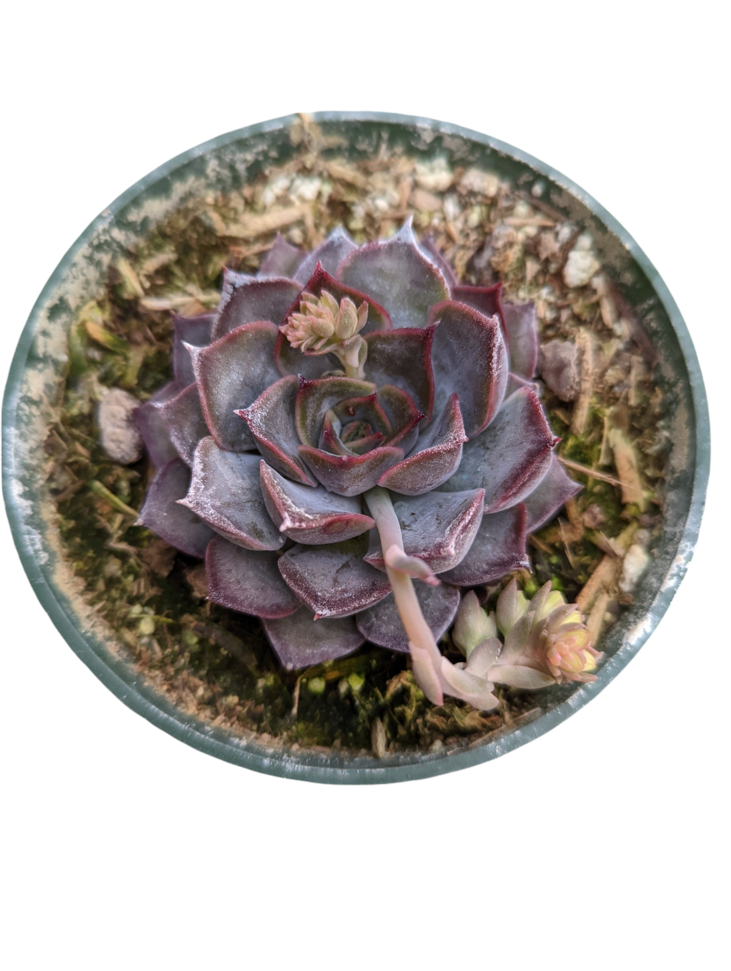 Echeveria dark ice錦　多肉植物 Echeveria Dark Ice