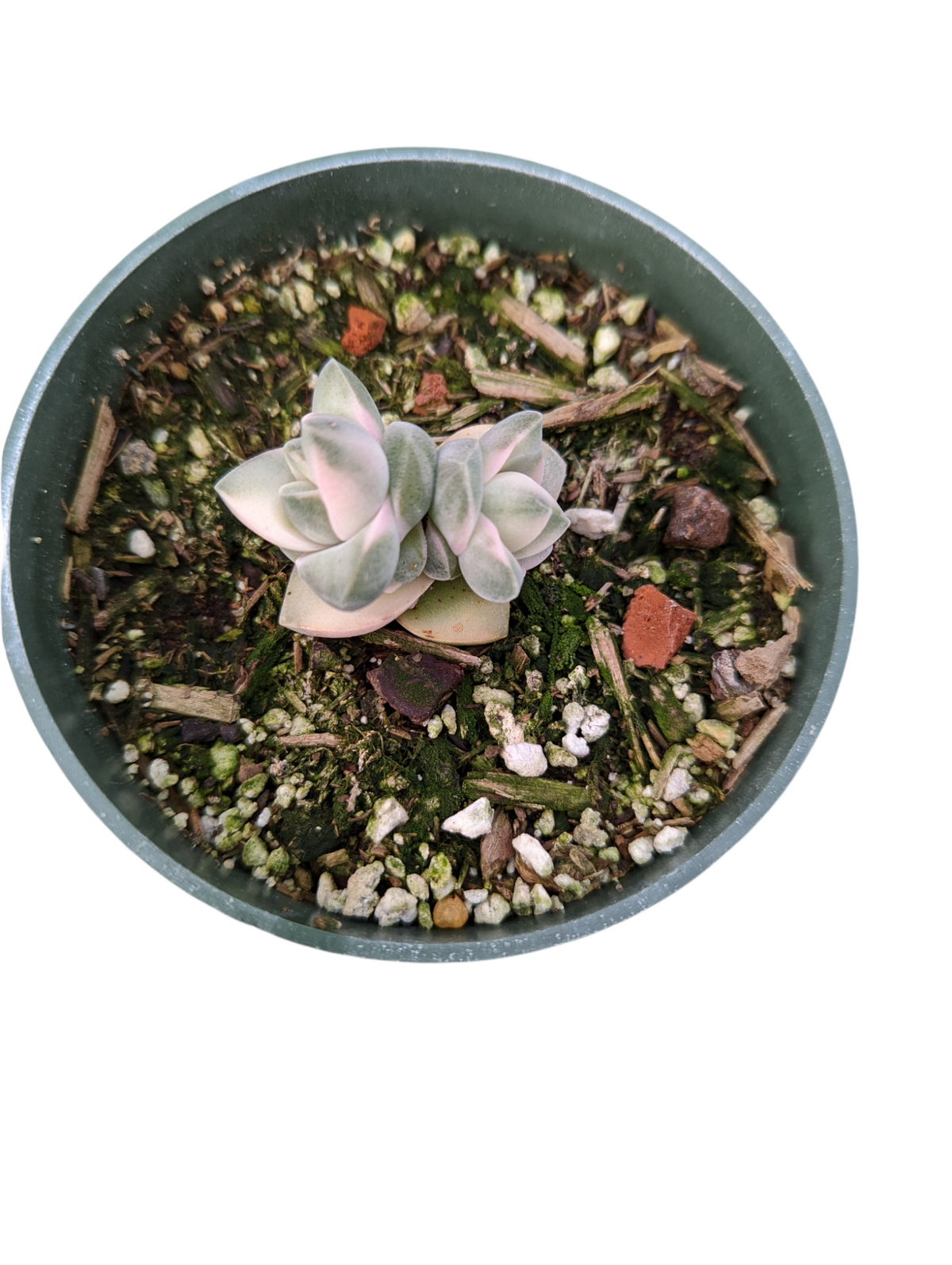 Crassula 'Moonglow' Variegata with pink-tipped rosettes in gritty soil.