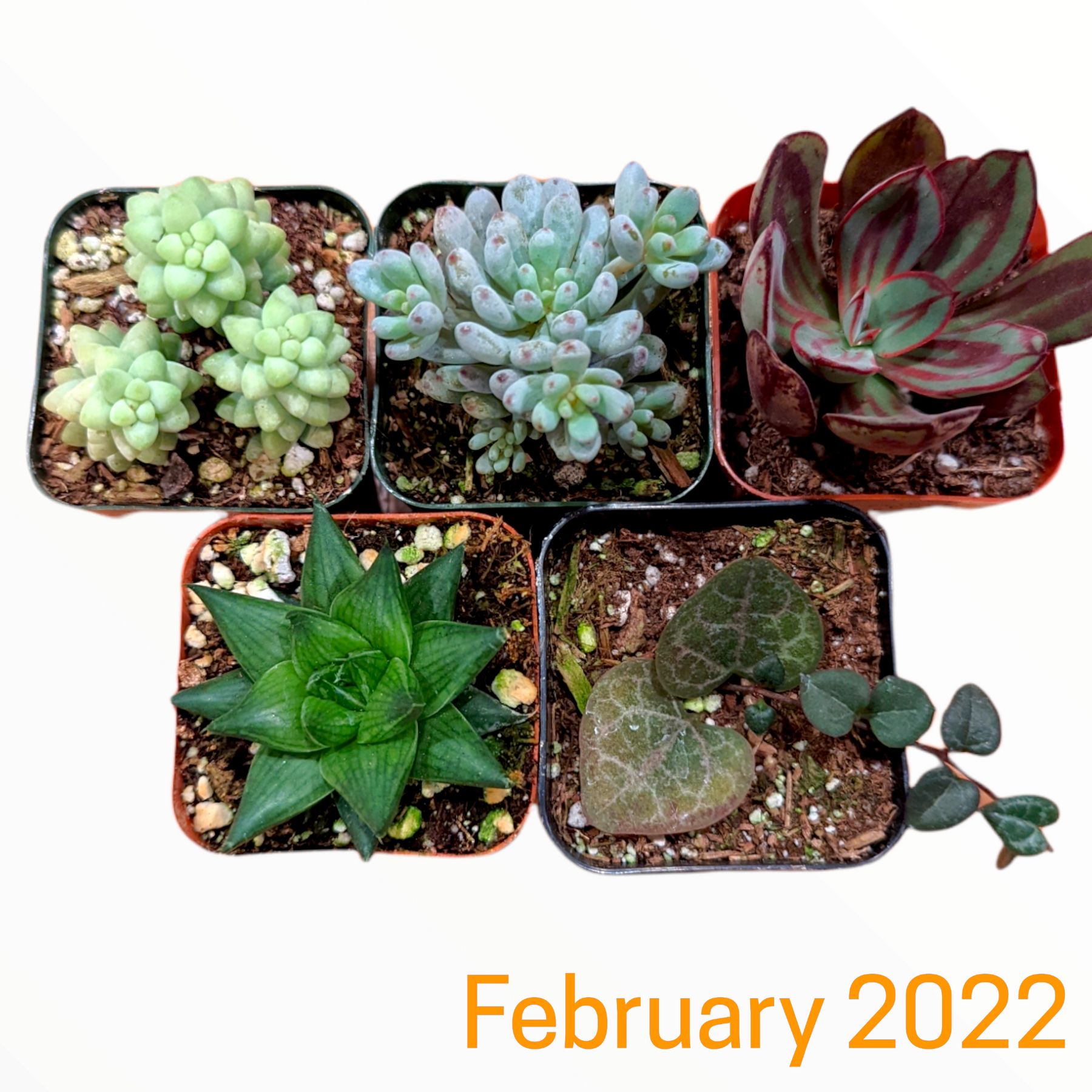 Monthly Subscription Box