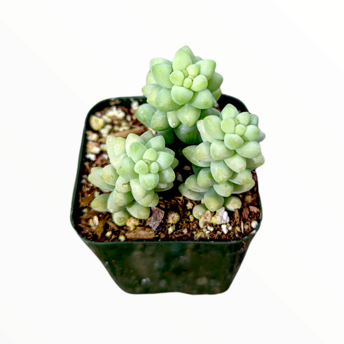 Sedum 'Burrito' Donkey Tail in square nursery pot.