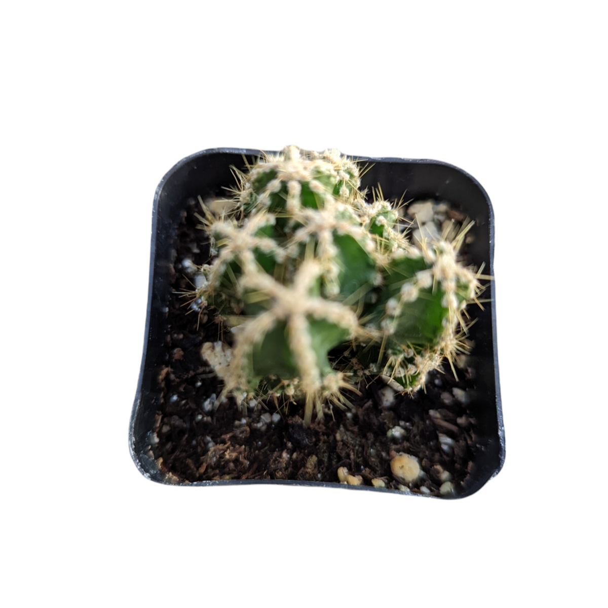 Cereus cactus Fairytale Castle in black nursery pot.