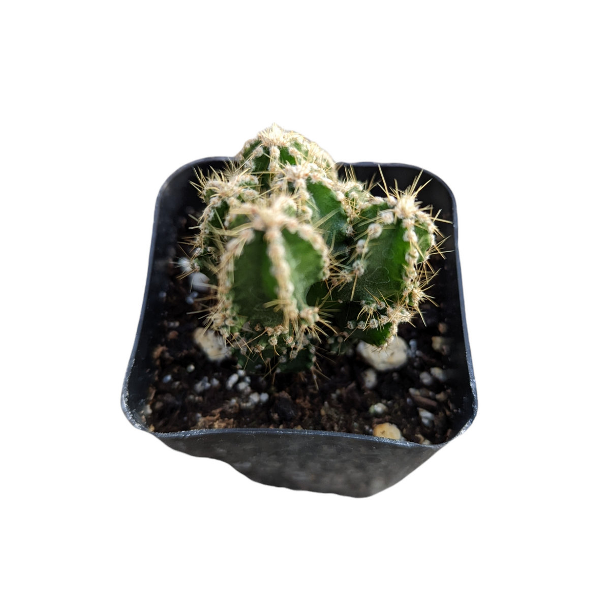 Cereus cactus Fairytale Castle in nursery pot with spines.