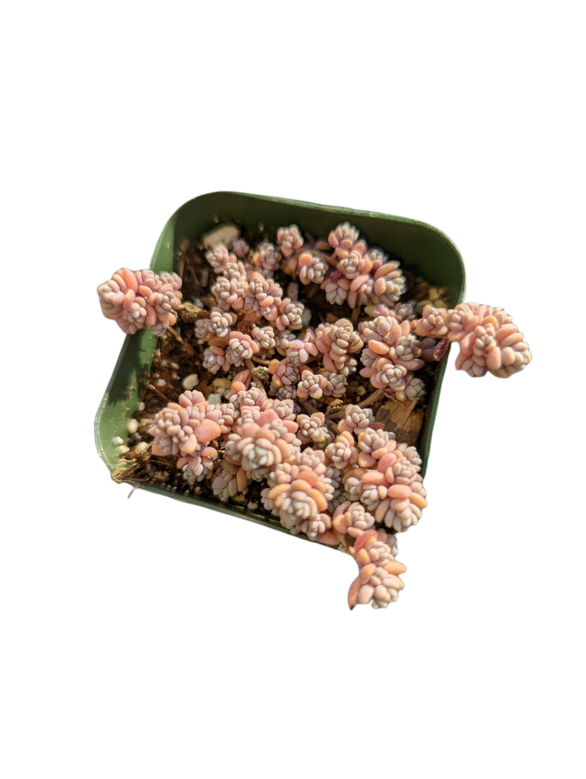 Sedum dasyphyllum Minor in green nursery pot.