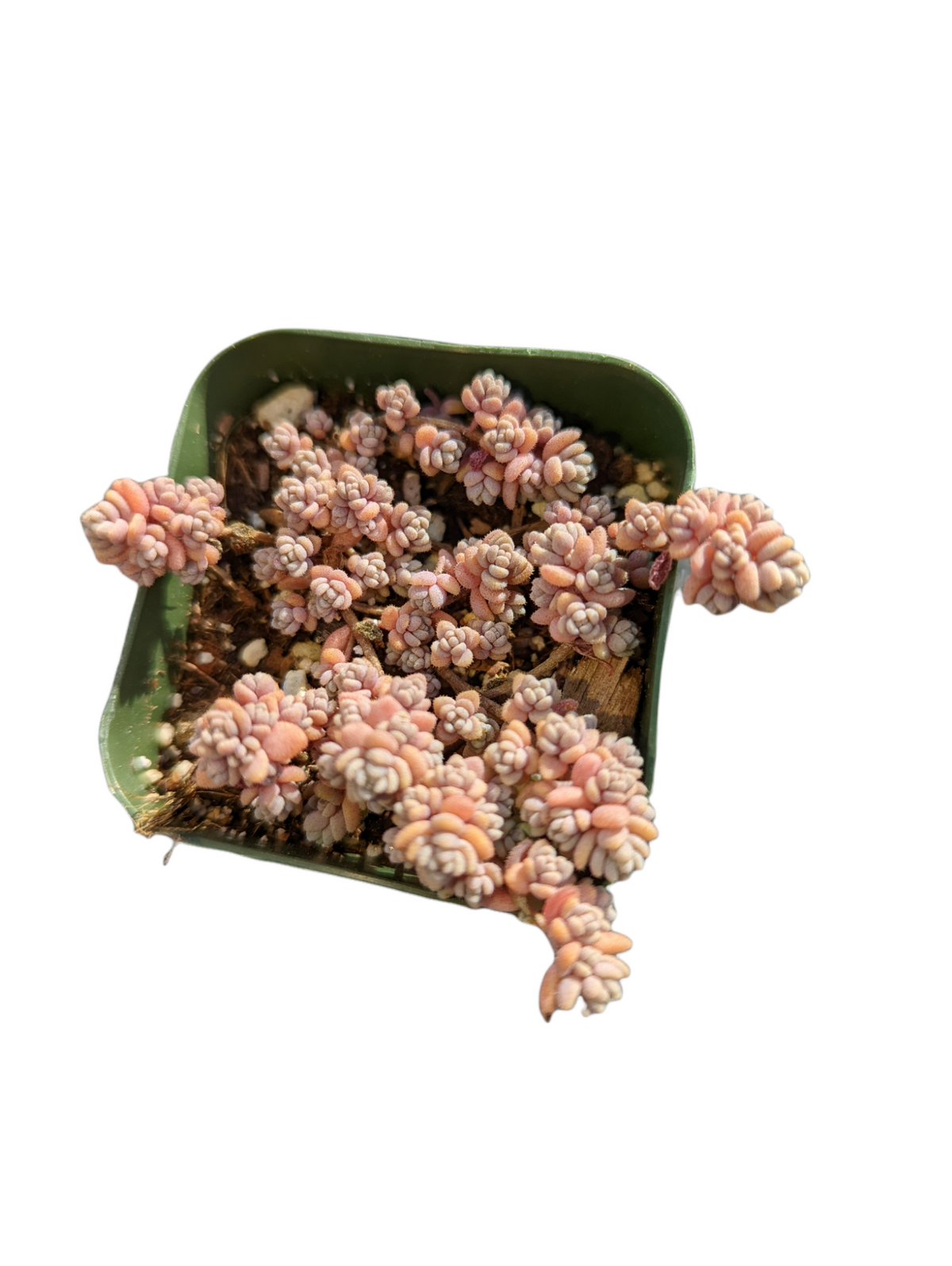 Sedum dasyphyllum Minor in small plastic pot.