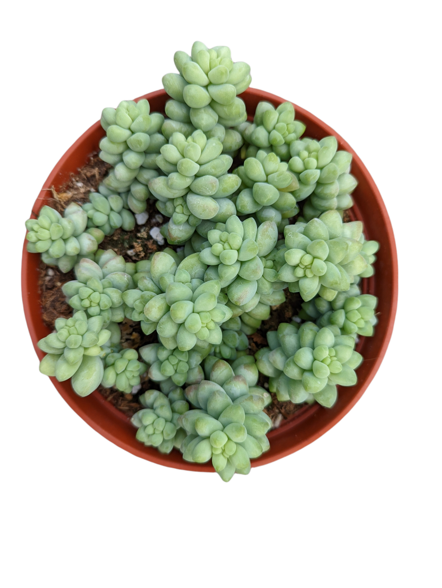 Sedum 'Burrito' Donkey Tail - Succulents Depot