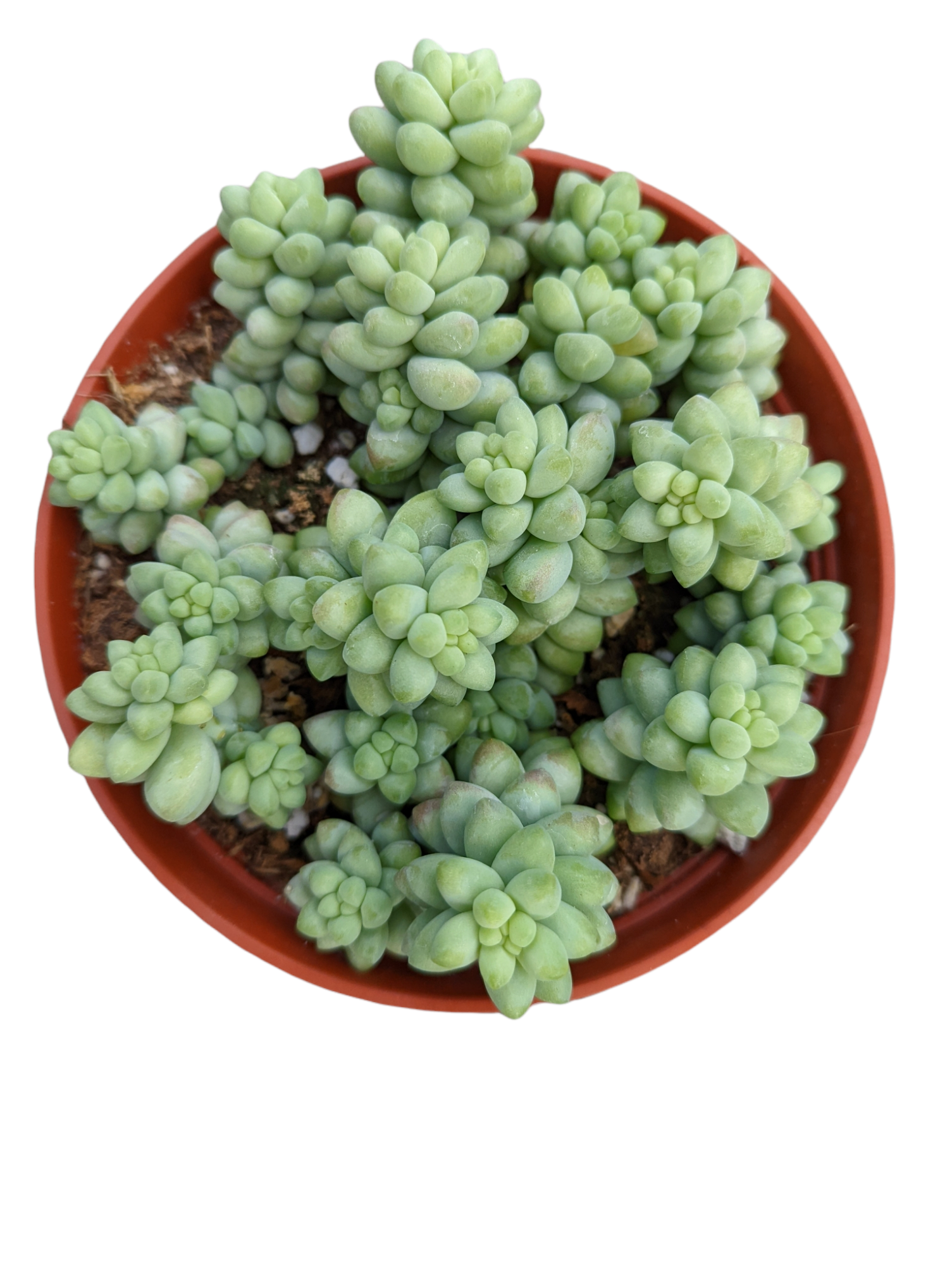 Sedum 'Burrito' Donkey Tail - Succulents Depot