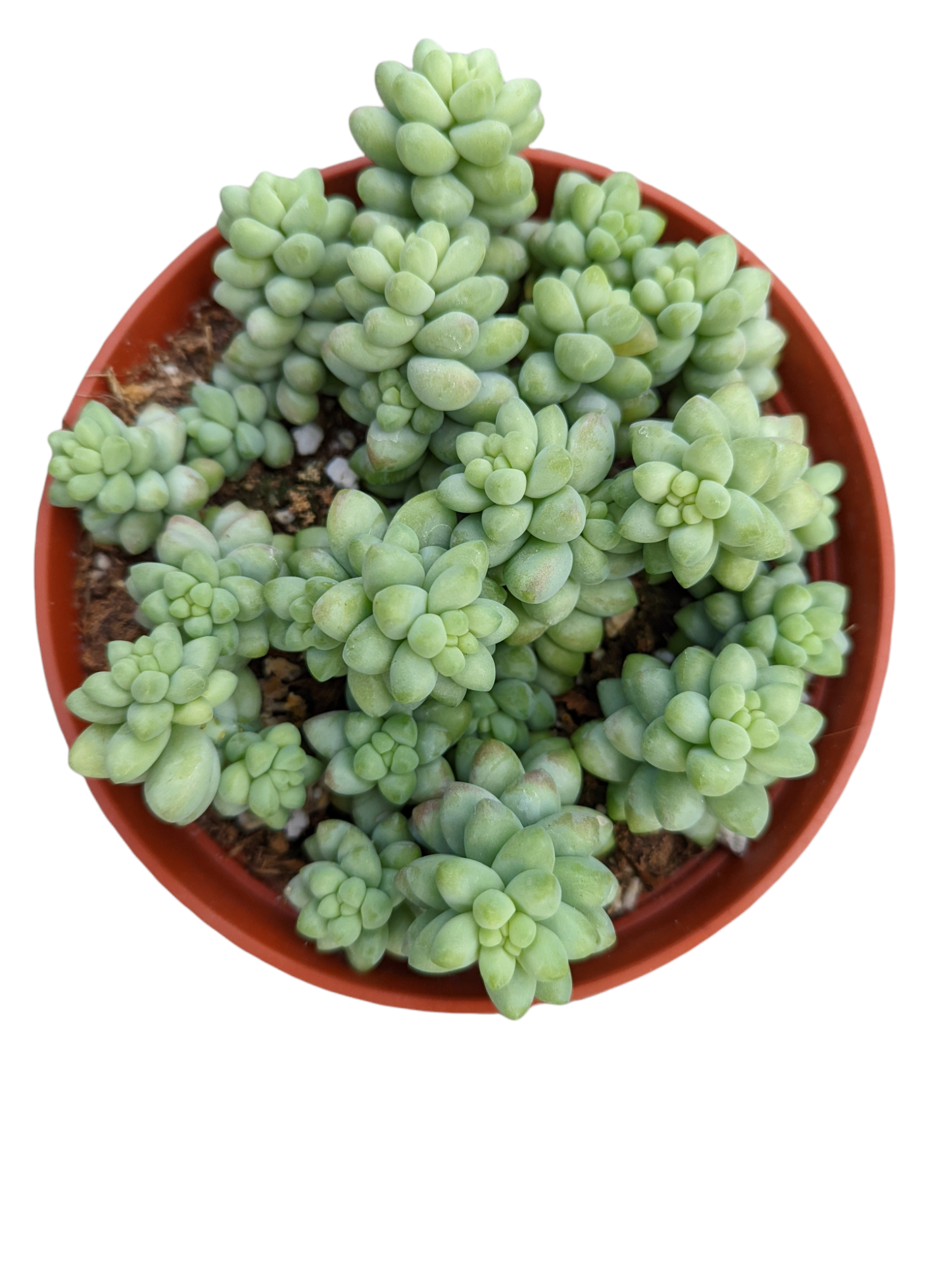 Sedum 'Burrito' Donkey Tail - Succulents Depot