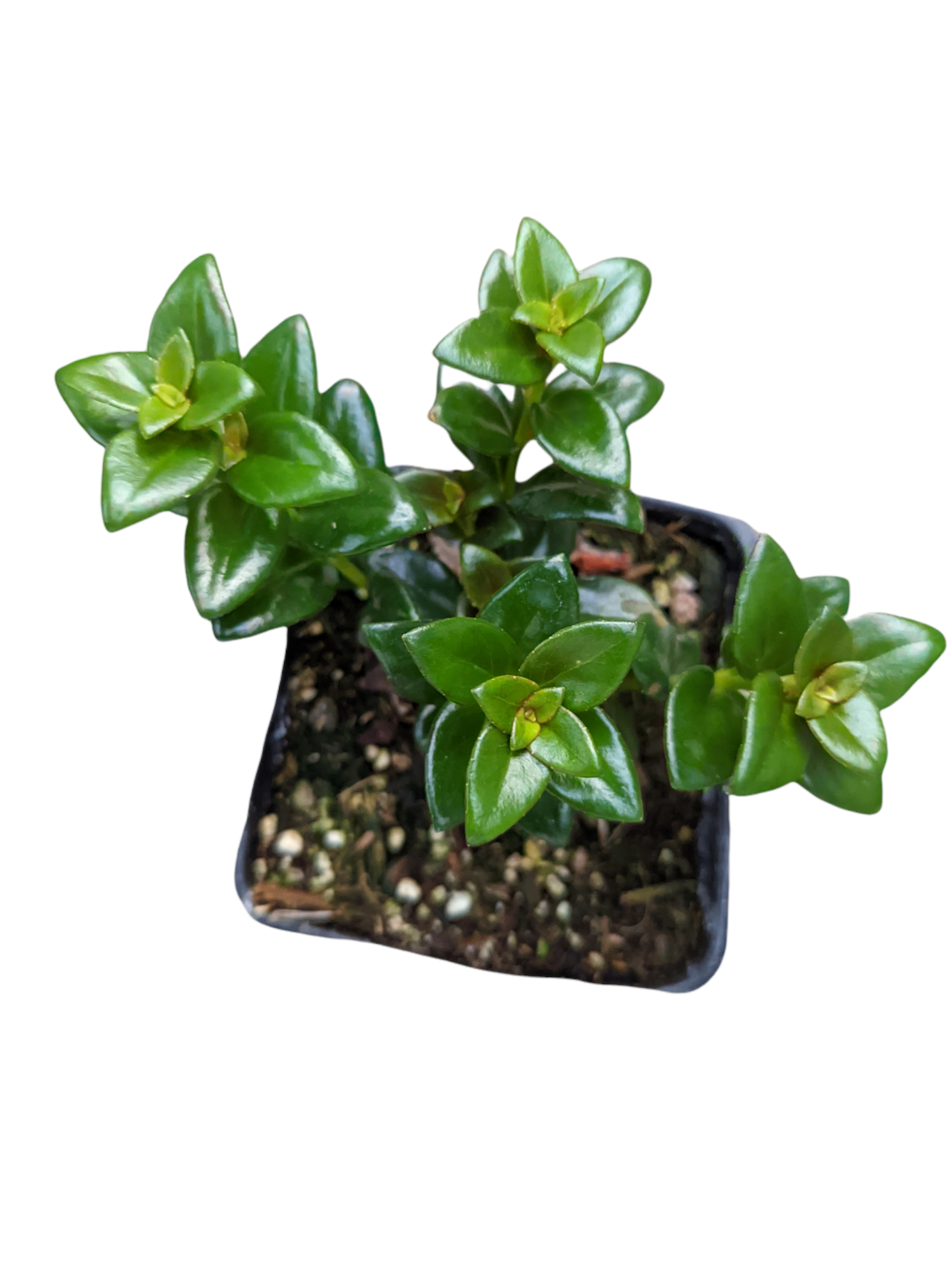 Nematanthus gregarius 'Goldfish Plant'
