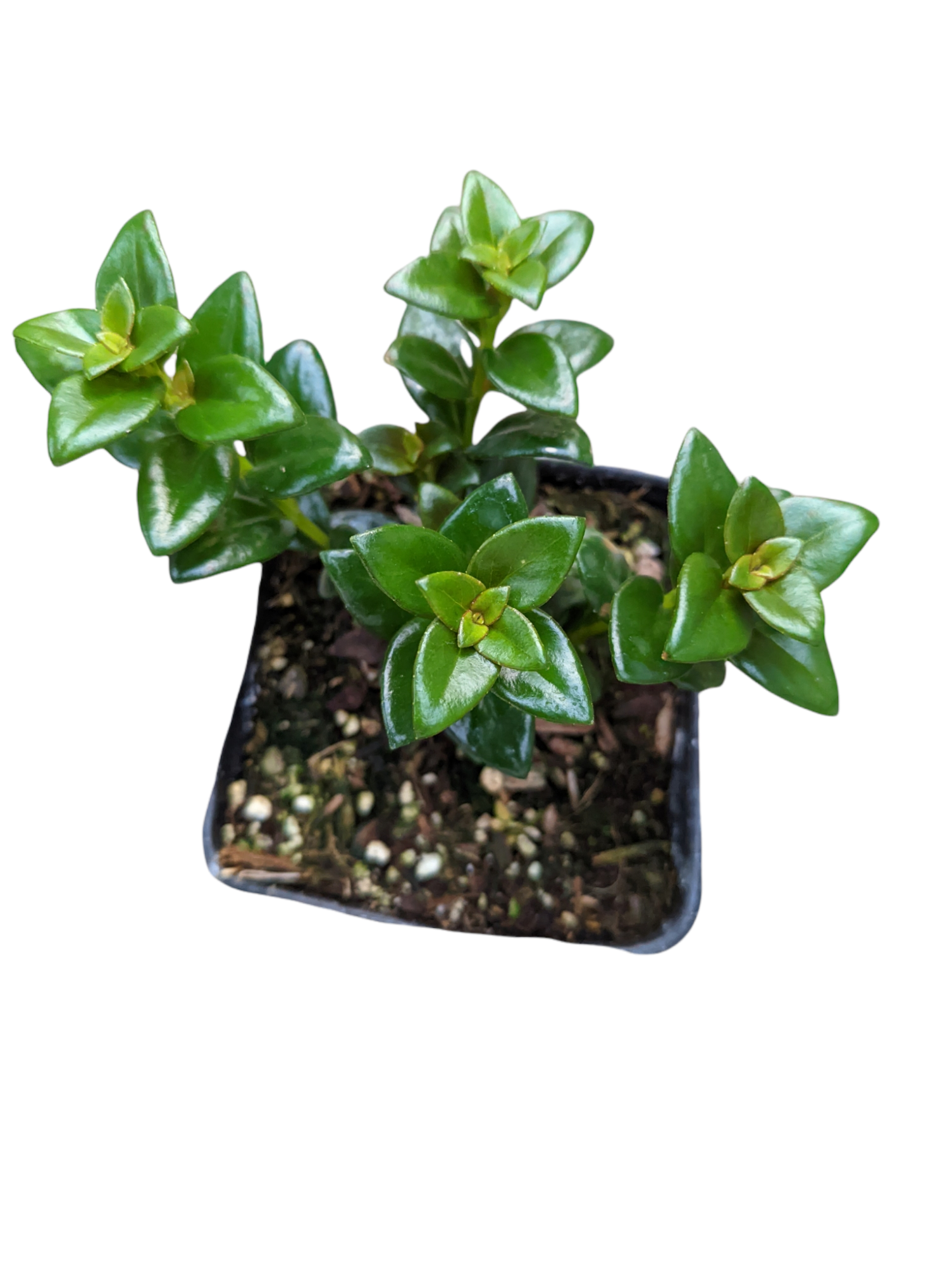 Nematanthus gregarius 'Goldfish Plant'