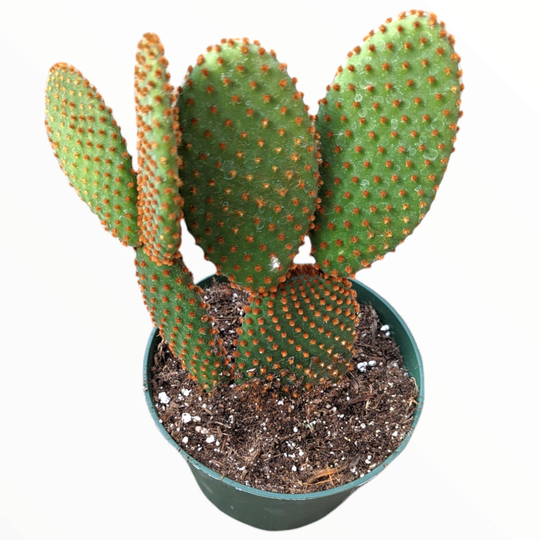 Opuntia microdasys subsp. rufida "Cinnamon Bunny Ears"