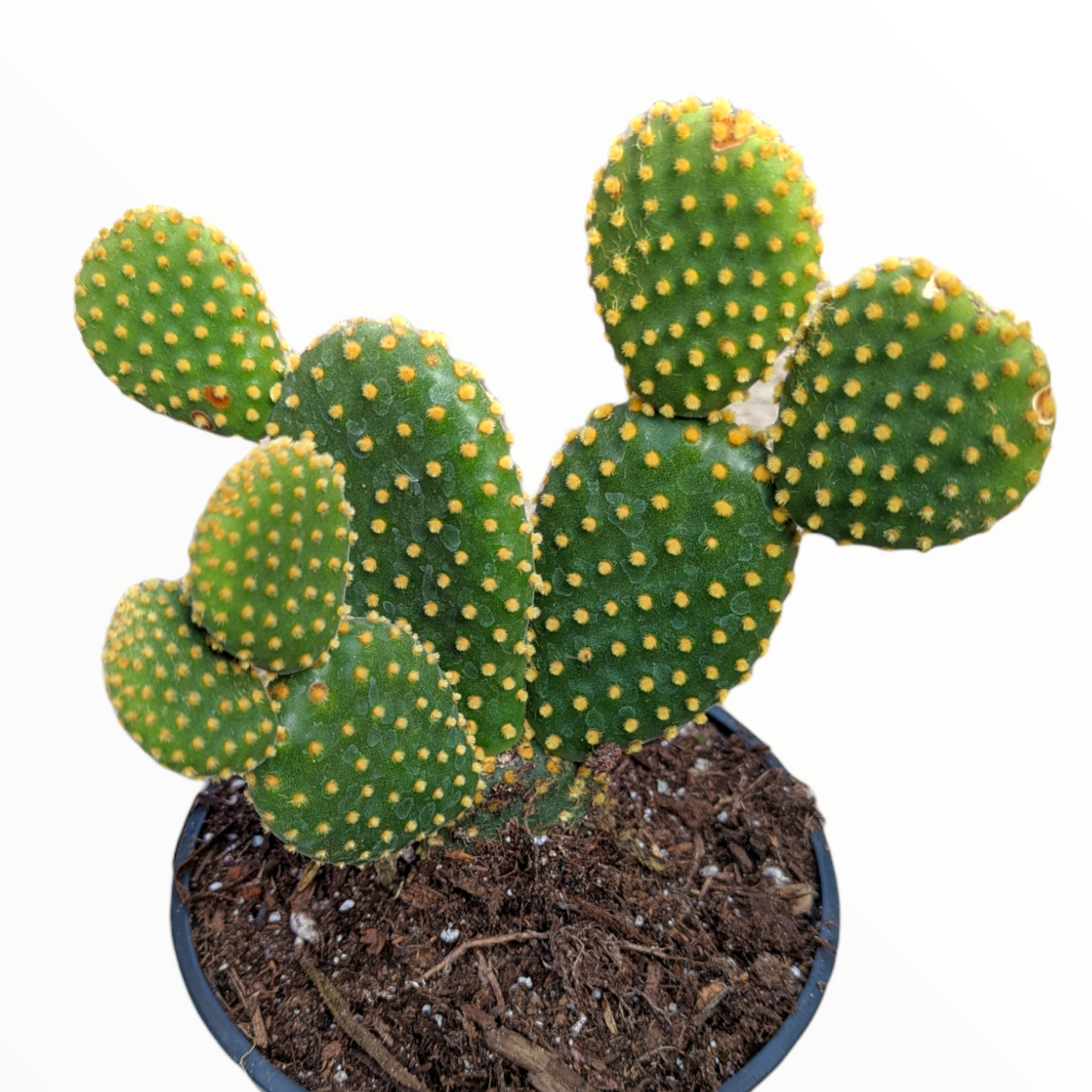 Opuntia microdasys 'Golden Bunny Ears' - Succulents Depot