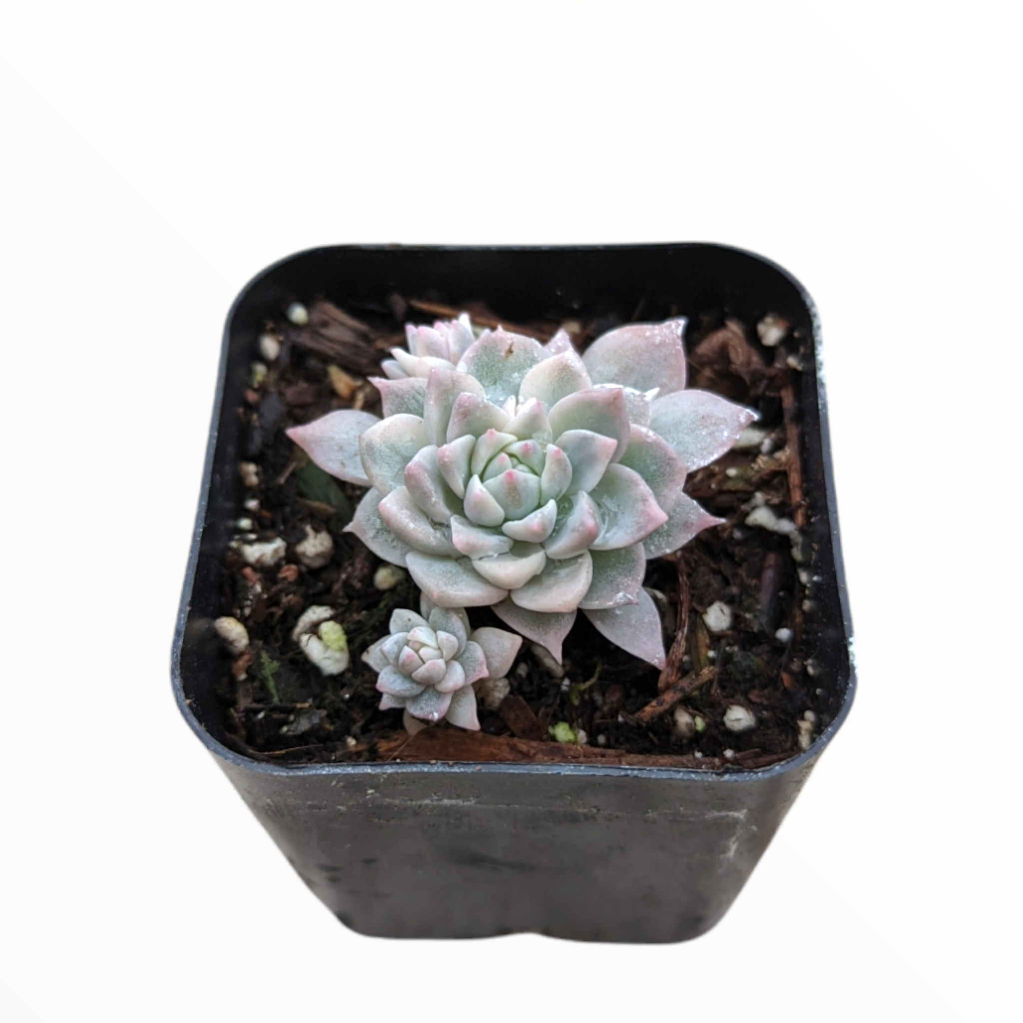 prolifica succulent Echeveria Prolifica Variegata -